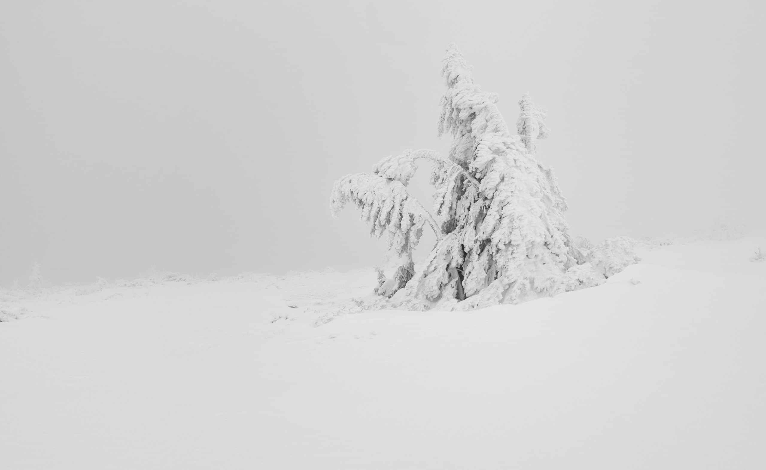 nikon, D810, white, Nature, aesthetic, Hautes Vosges, 2K, Vosges, Seasons, Simple, Landscape, 85mm 1.8, blanc, France, Snow, Winter, Foggy, tree, montagne, HD Wallpaper