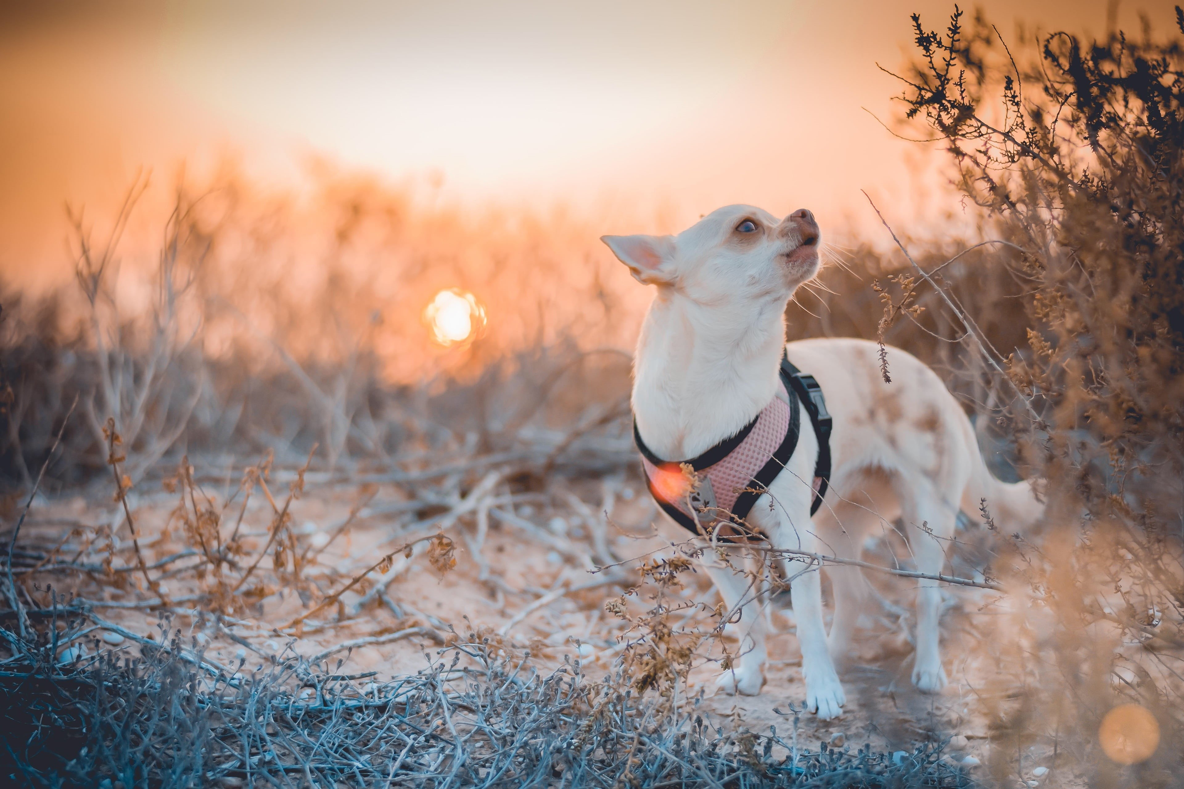 grass, the sun, dawn, vegetation, bokeh, 4K, nature, pose, collar, dog, whines, light, decorative, pink, white, blurred background, Chihuahua, look, twigs, HD Wallpaper