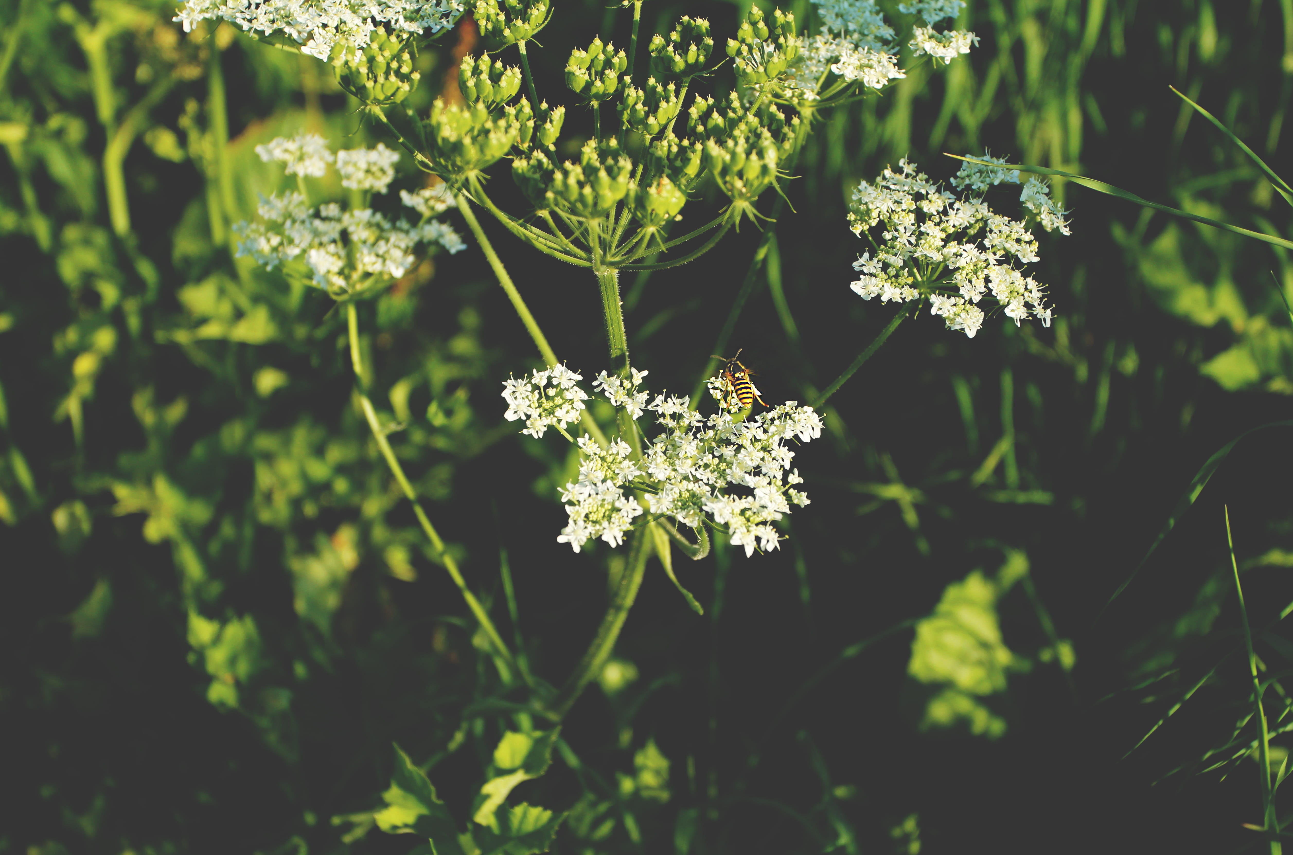 outdoors, green color, 4K, plant part, vulnerability, fragility, flower head, no people, close-up, beauty in nature, plant, flower, growth, leaf, hornet, HD Wallpaper