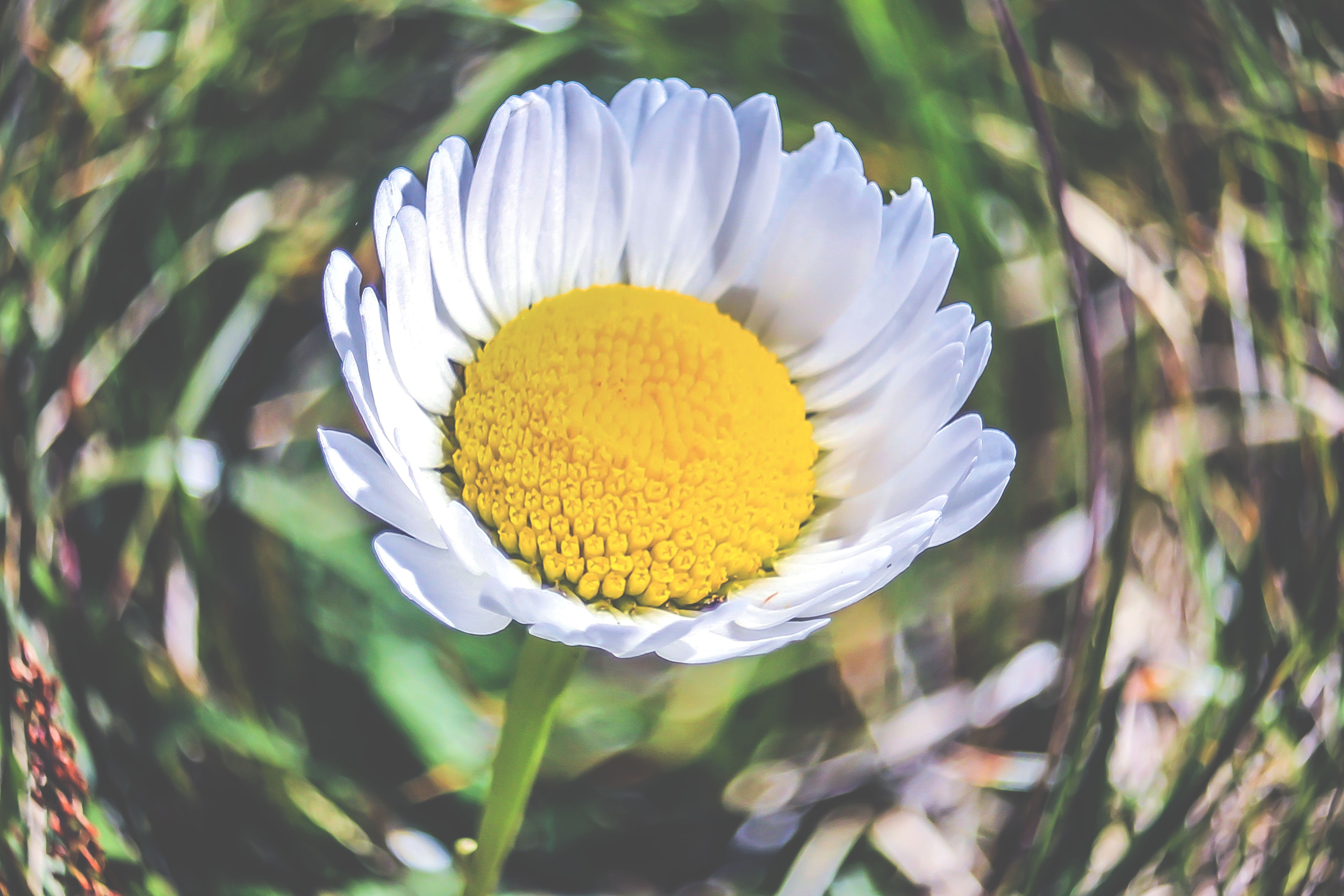 vulnerability, flower, nature, montagna, focus on foreground, fragility, grass, no people, stem, pollen, yellow, springtime, photo, day, garden, inflorescence, HD Wallpaper