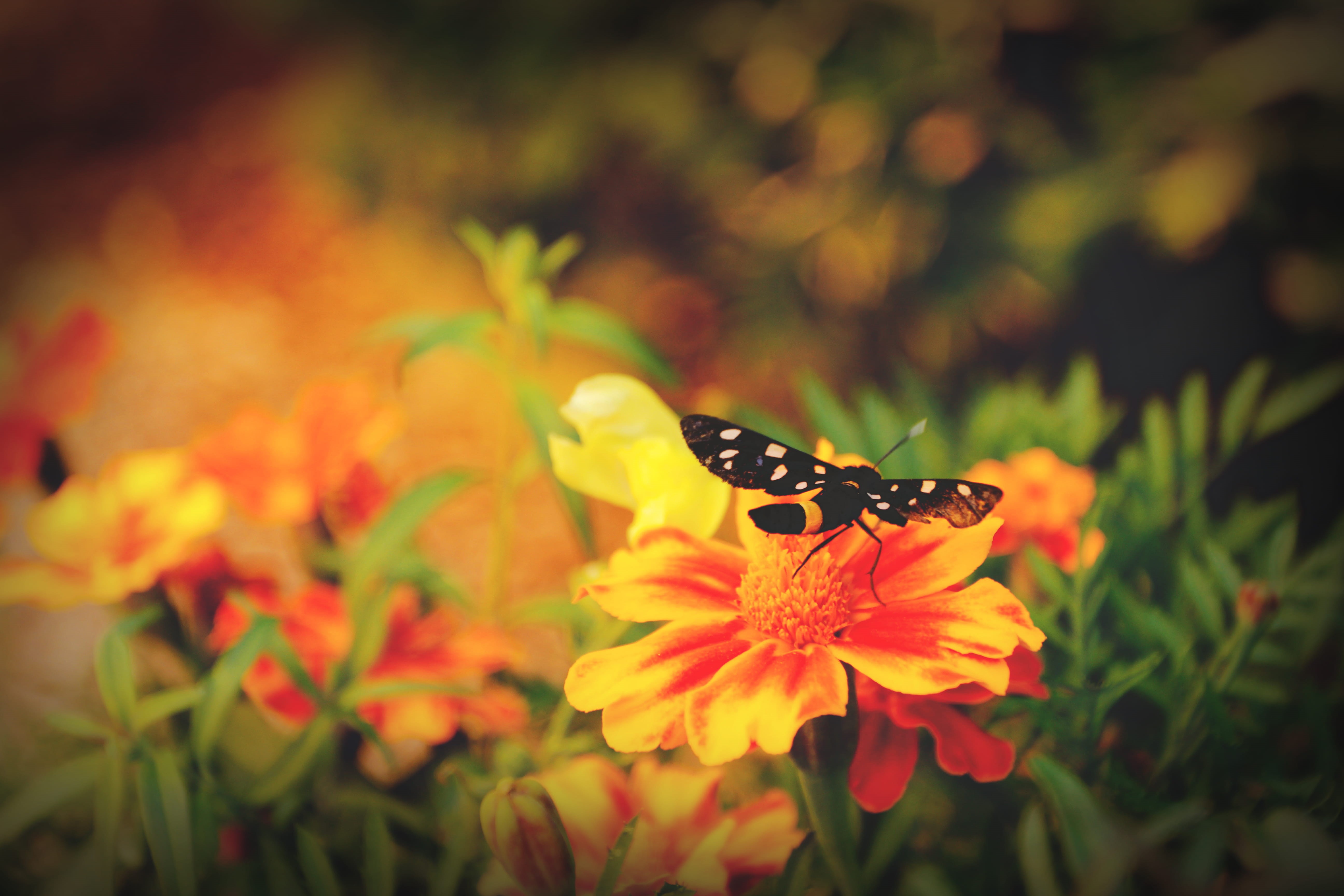 agriturismo la part di bortolo castellani, animal, pollination, yellow, italy, vulnerability, growth, 5K, butterfly - insect, outdoors, sun, flowers, petal, HD Wallpaper