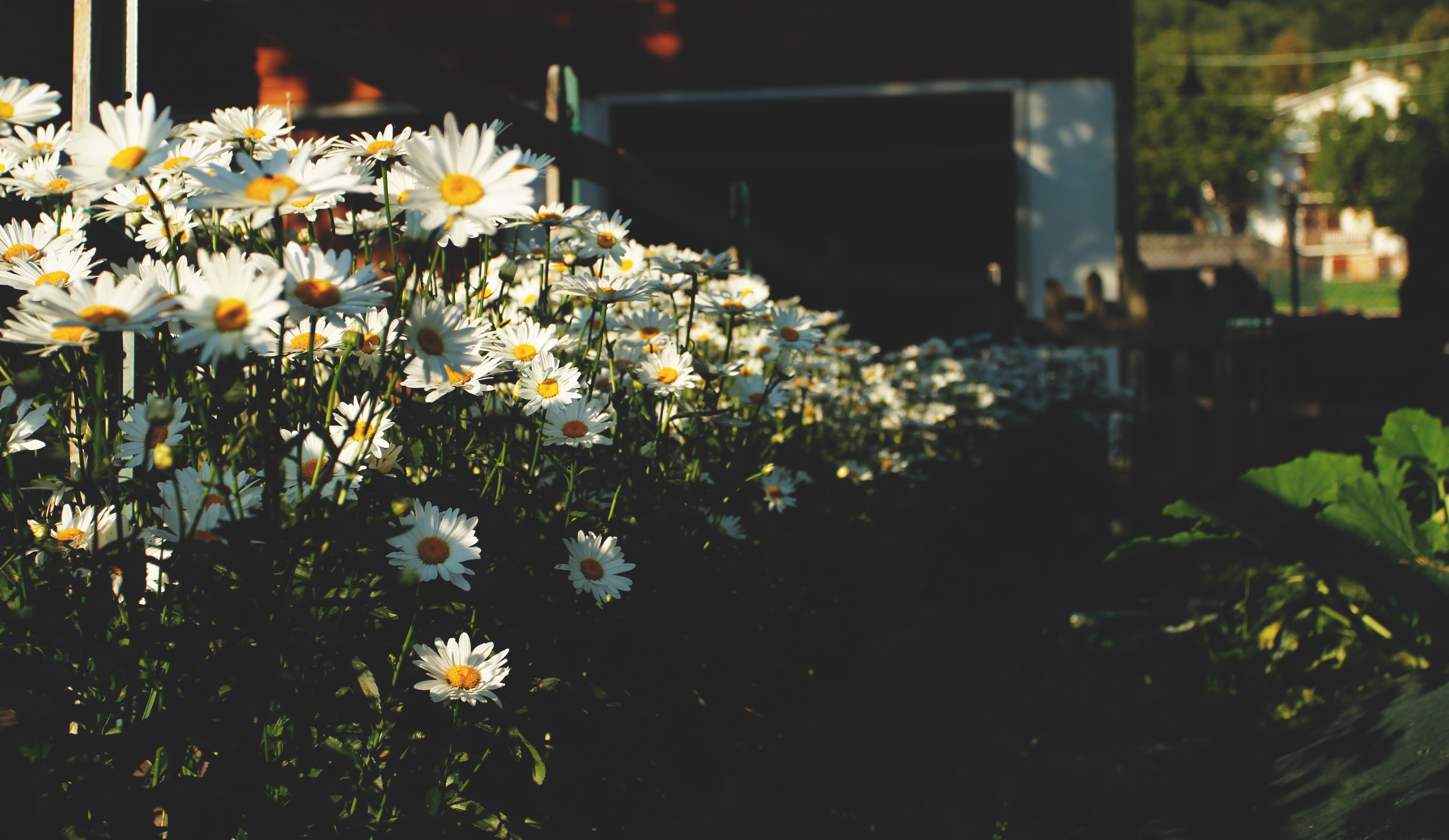 daisy, sun, 4K, building exterior, flower head, flowers, san zeno di montagna, italy, no people, light, plant, freshness, focus on foreground, flower, HD Wallpaper