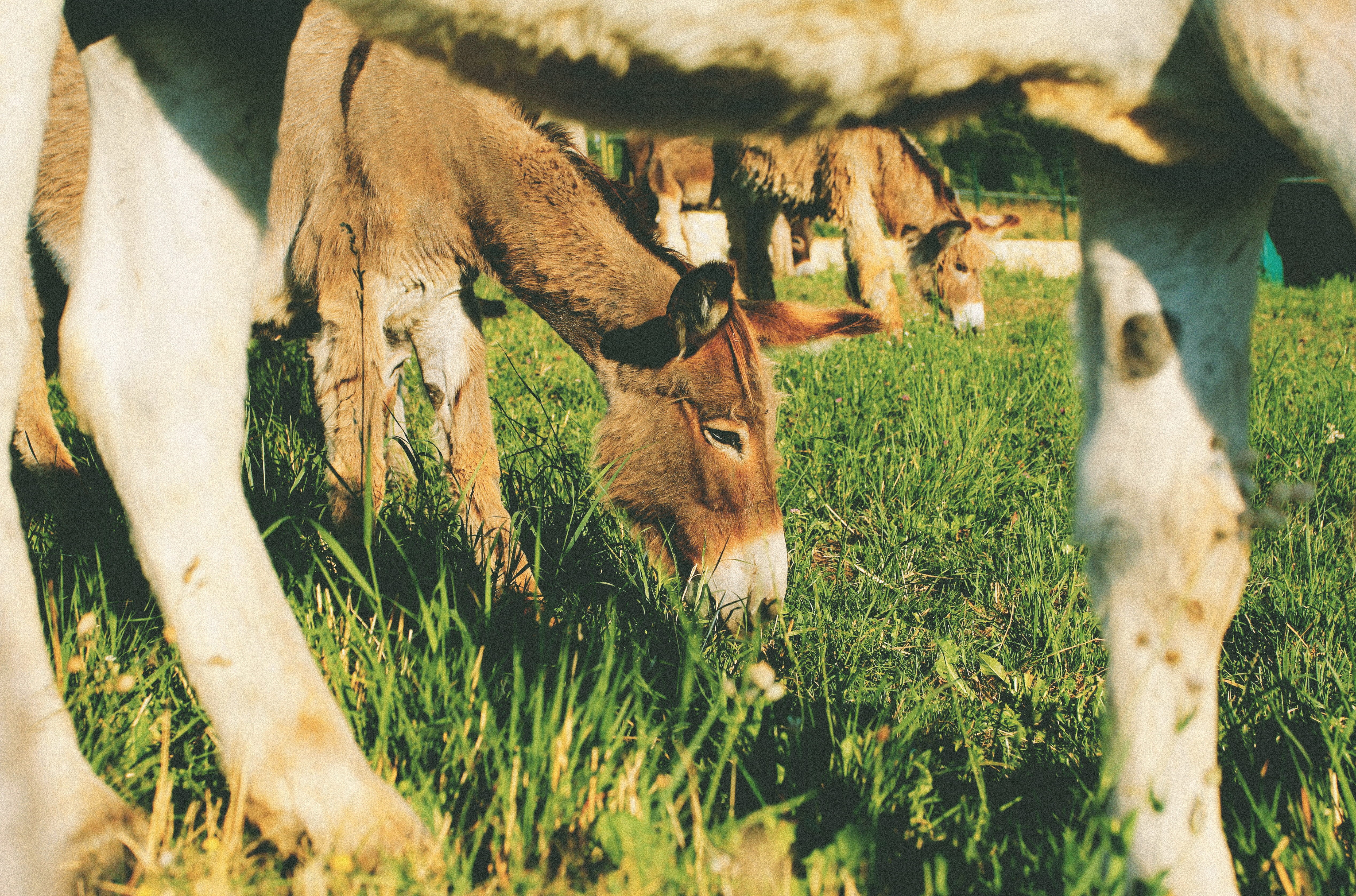 san zeno di montagna, no people, land, nature, vertebrate, 4K, animal, group of animals, mammal, grass, grazing, sunlight, livestock, donkey, the perspective of a donkey, HD Wallpaper