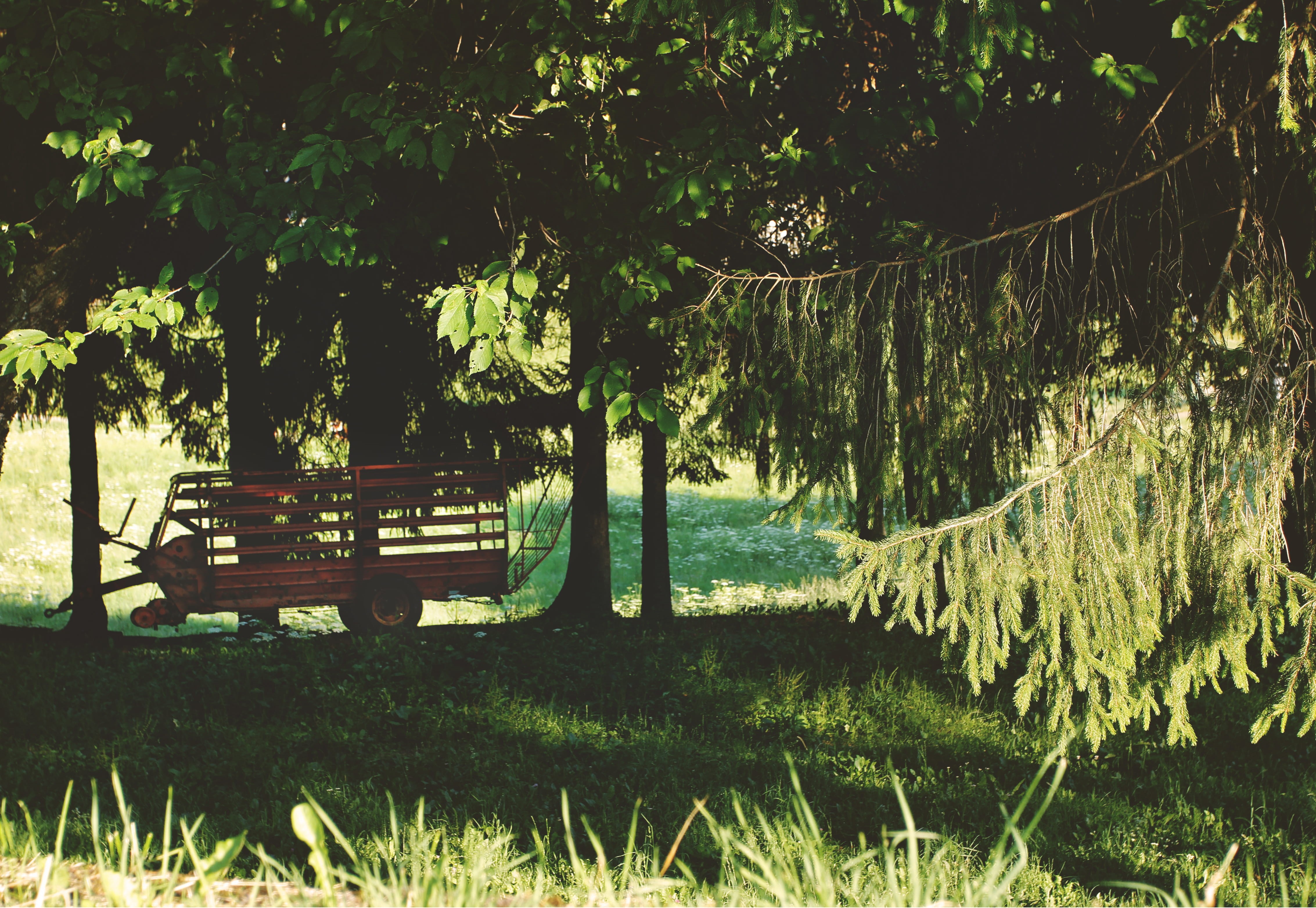 growth, water, outdoors, light, san zeno di montagna, park, tree, no people, 4K, mode of transportation, nature, park bench, seat, italy, woods, sun, tree trunk, HD Wallpaper