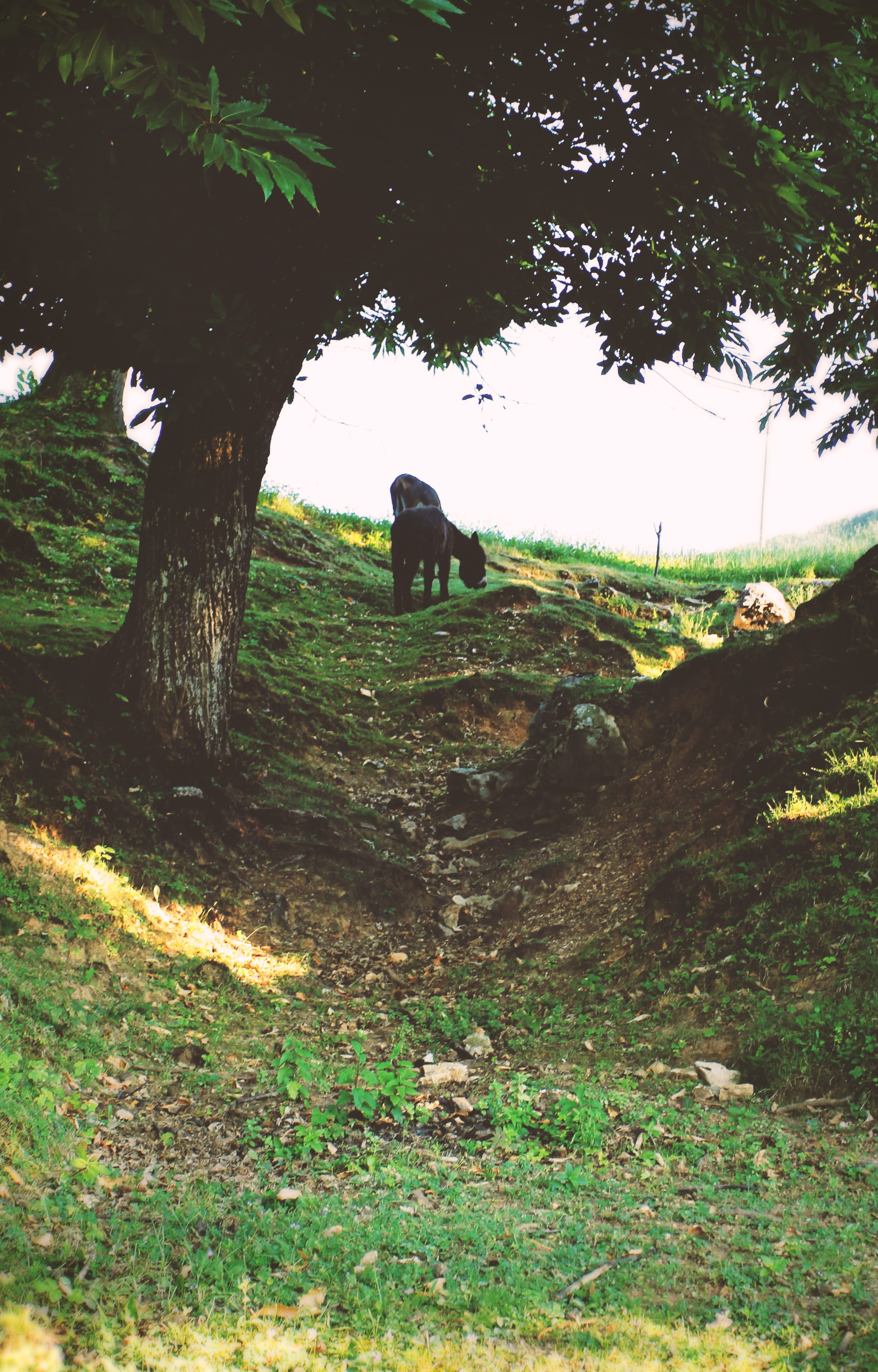 grass, mammal, san zeno di montagna, woods, growth, 4K, plant, landscape, domestic, green, canine, dog, field, herbivorous, animal, donkey, animal themes, Phone HD Wallpaper
