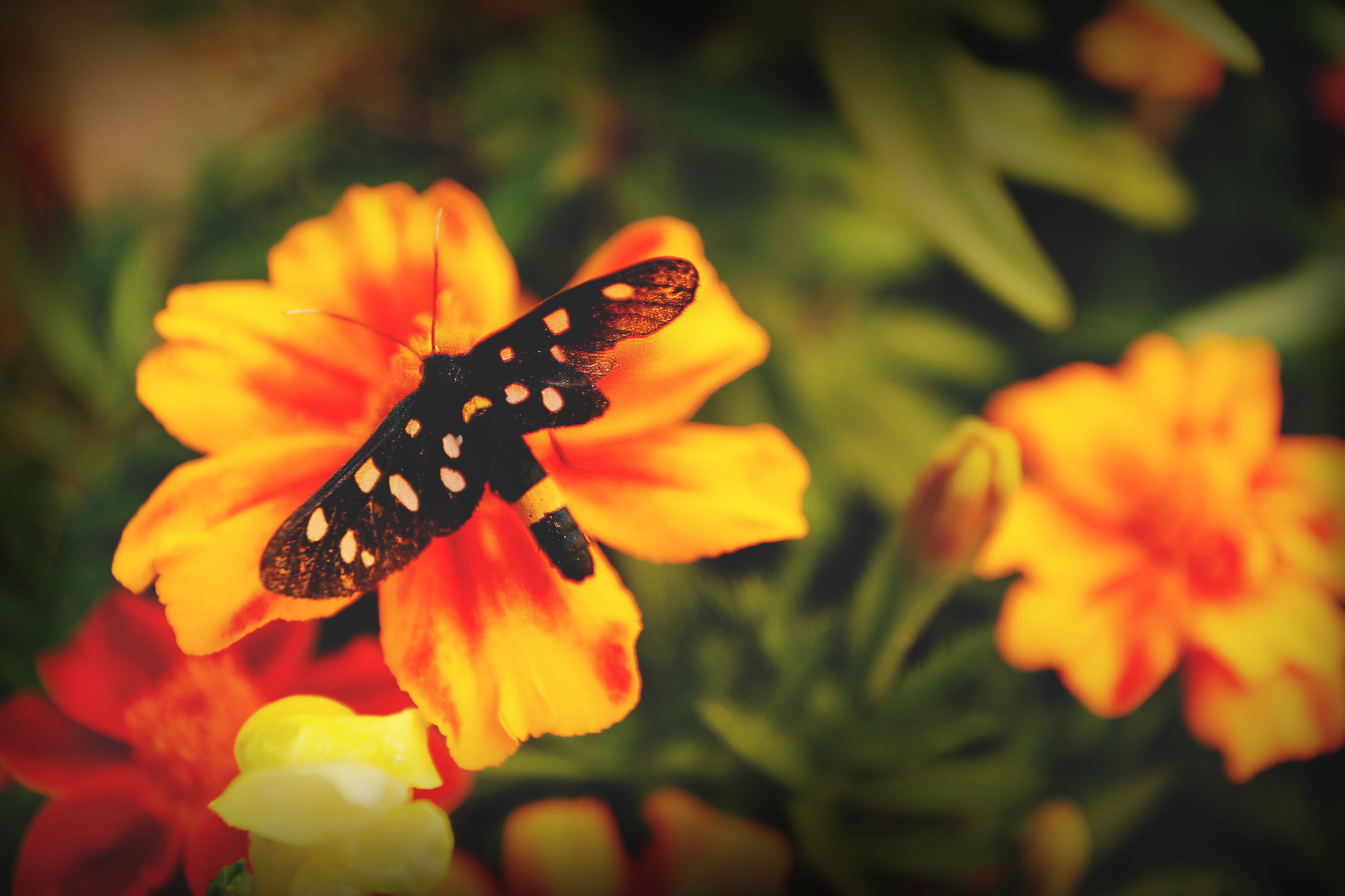 sun, italy, flowering plant, flower, animal wing, flowers, black butterfly, orange, agriturismo la part di bortolo castellani, beauty in nature, animal wildlife, HD Wallpaper