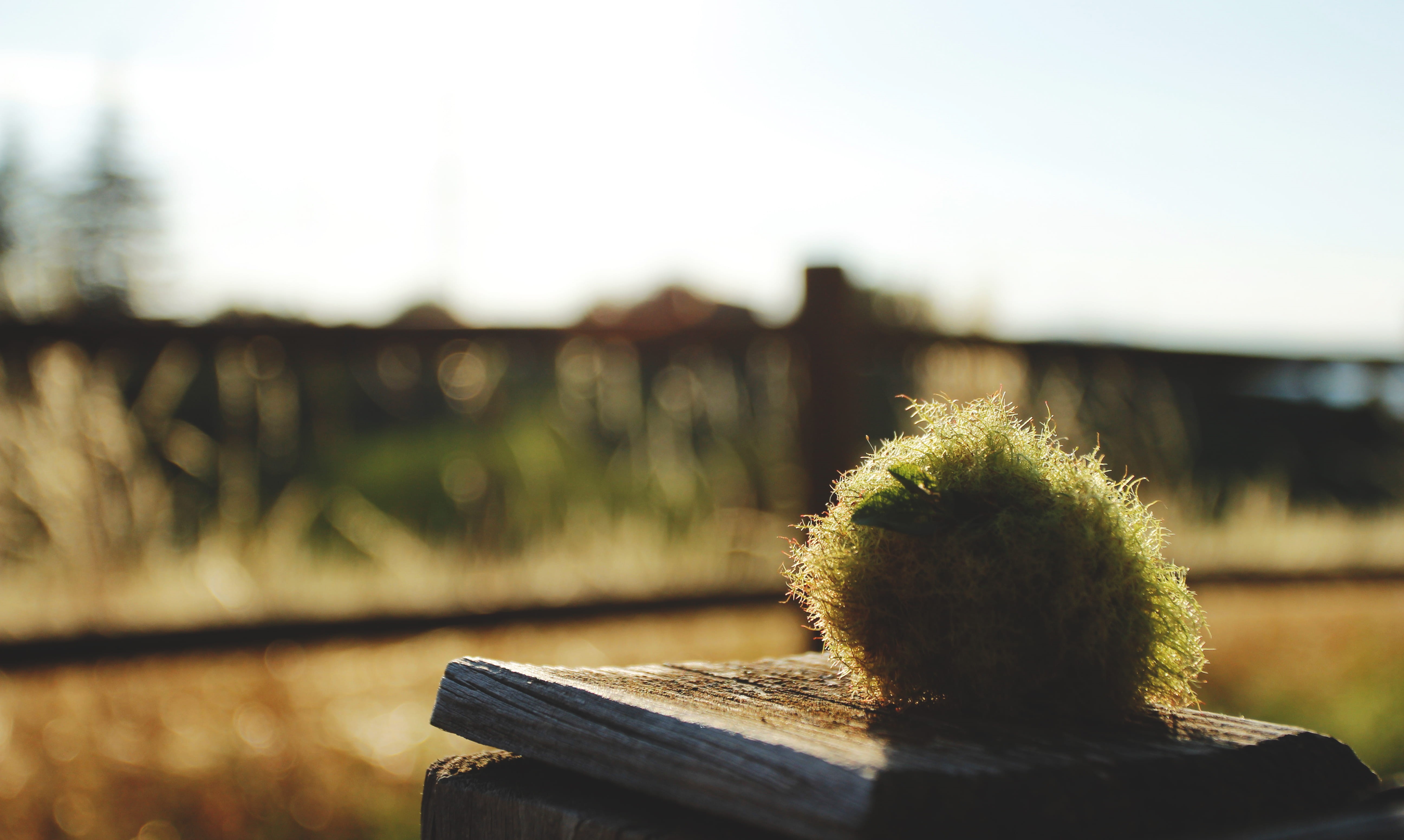 the ball, field, 5K, close-up, selective focus, focus on foreground, nature, no people, outdoors, park - man made space, italy, cactus, table, sky, park, HD Wallpaper