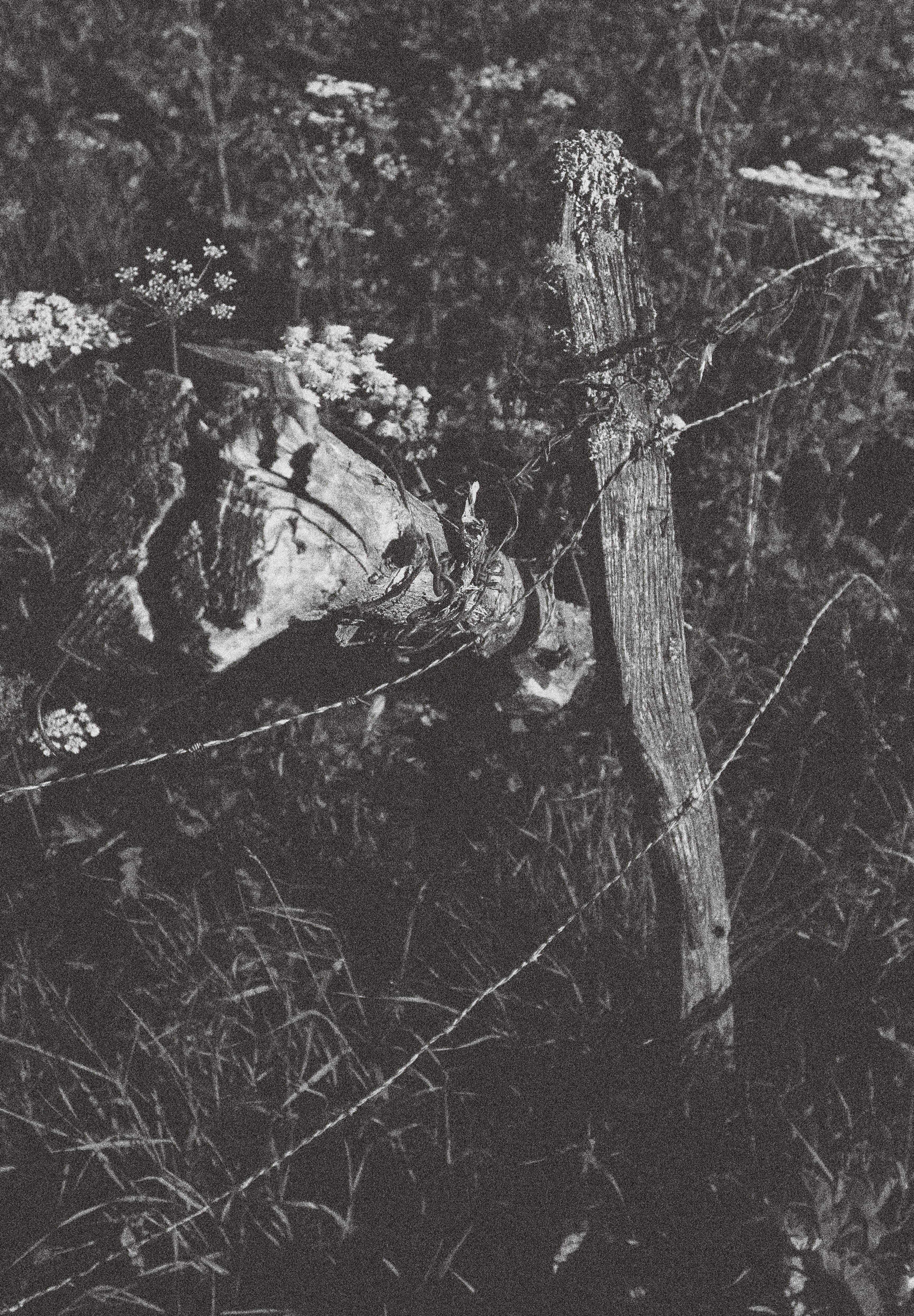 day, outdoors, san zeno di montagna, branch, growth, tree, black and white, land, dead plant, no people, nature, trunk, bark, plant, forest, wood - material, Phone HD Wallpaper