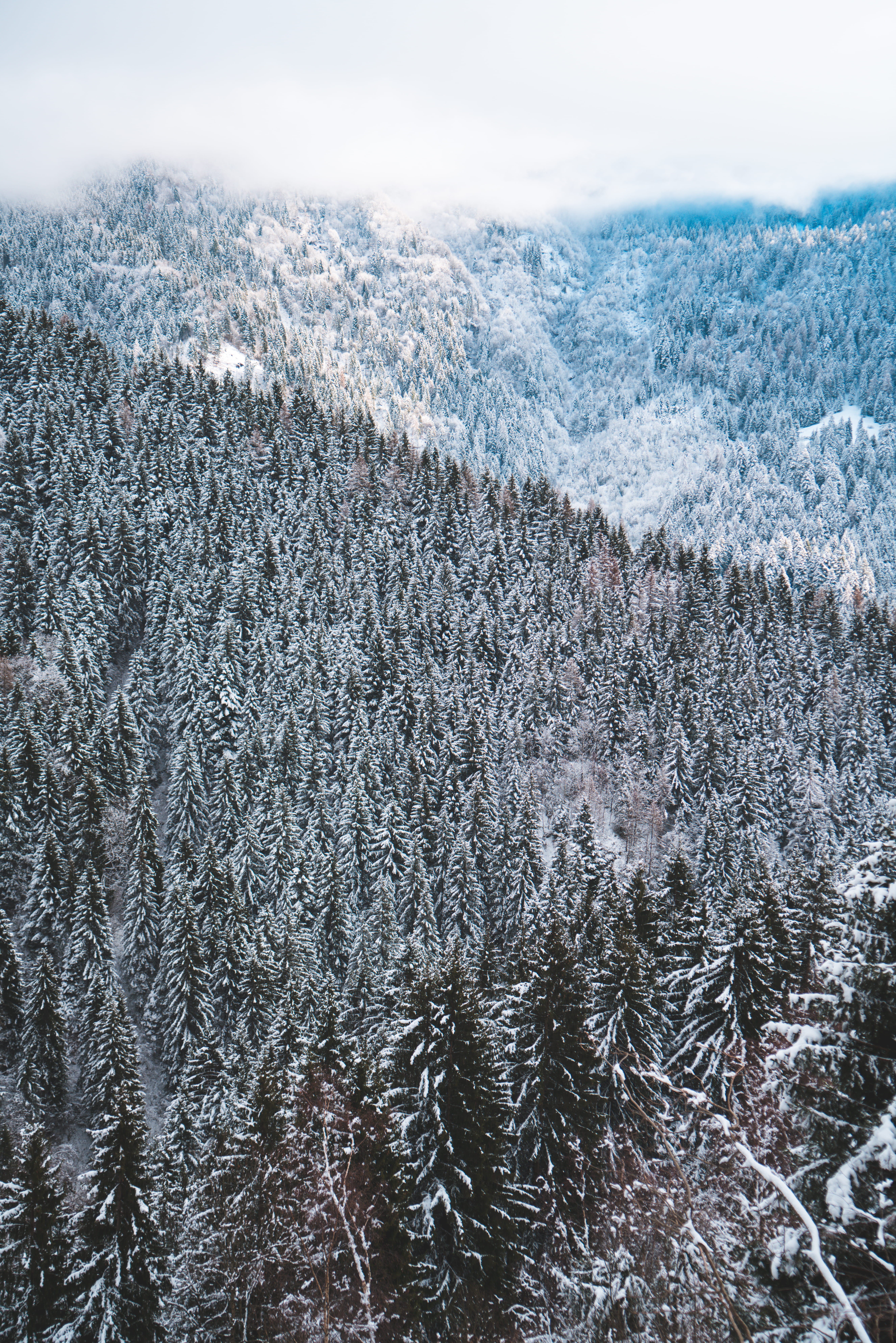 abies, tranquility, non-urban scene, alberi innevati, environment, conifer, snow, winter, fir, monte maniva, covered, rug, land, beauty in nature, tree, Phone HD Wallpaper
