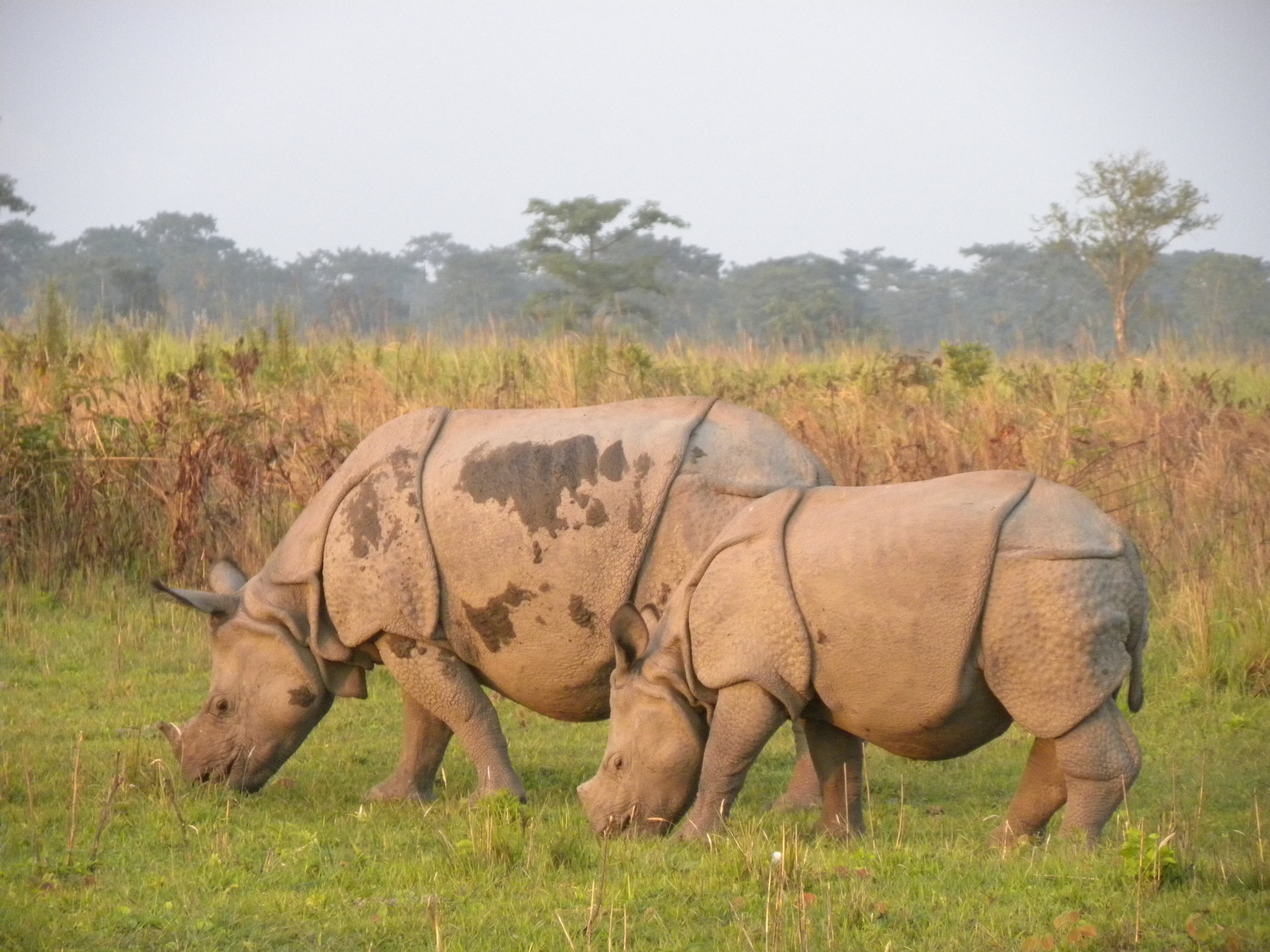 day, mammal, animals in the wild, outdoors, standing, profile view, herbivorous, field, full length, vertebrate, land, manas rhino, side view, india, rhinoceros, HD Wallpaper