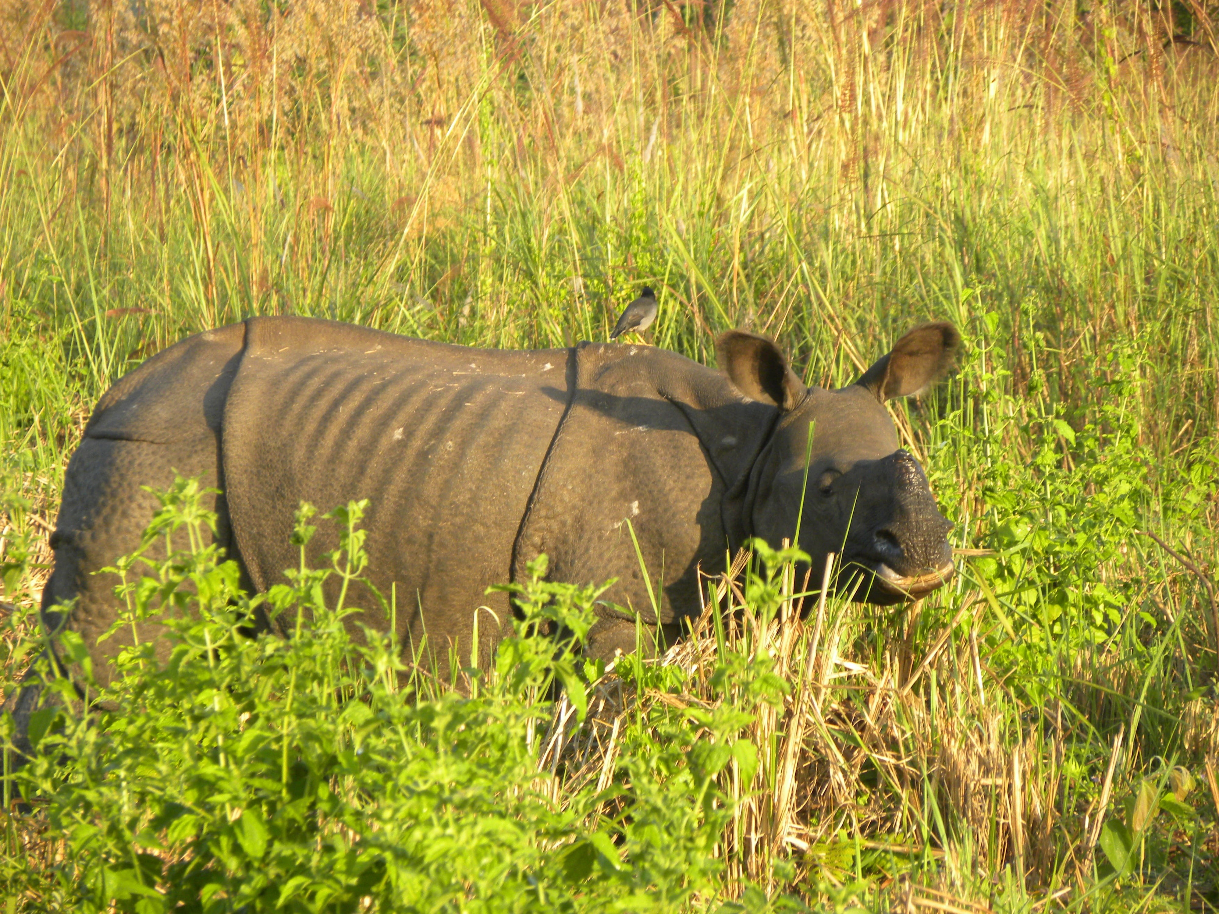 nature, tree, mammal, field, animal themes, Adult, no people, day, vertebrate, one animal, rhinoceros, 4K, green color, assam, manas national park, safari, HD Wallpaper
