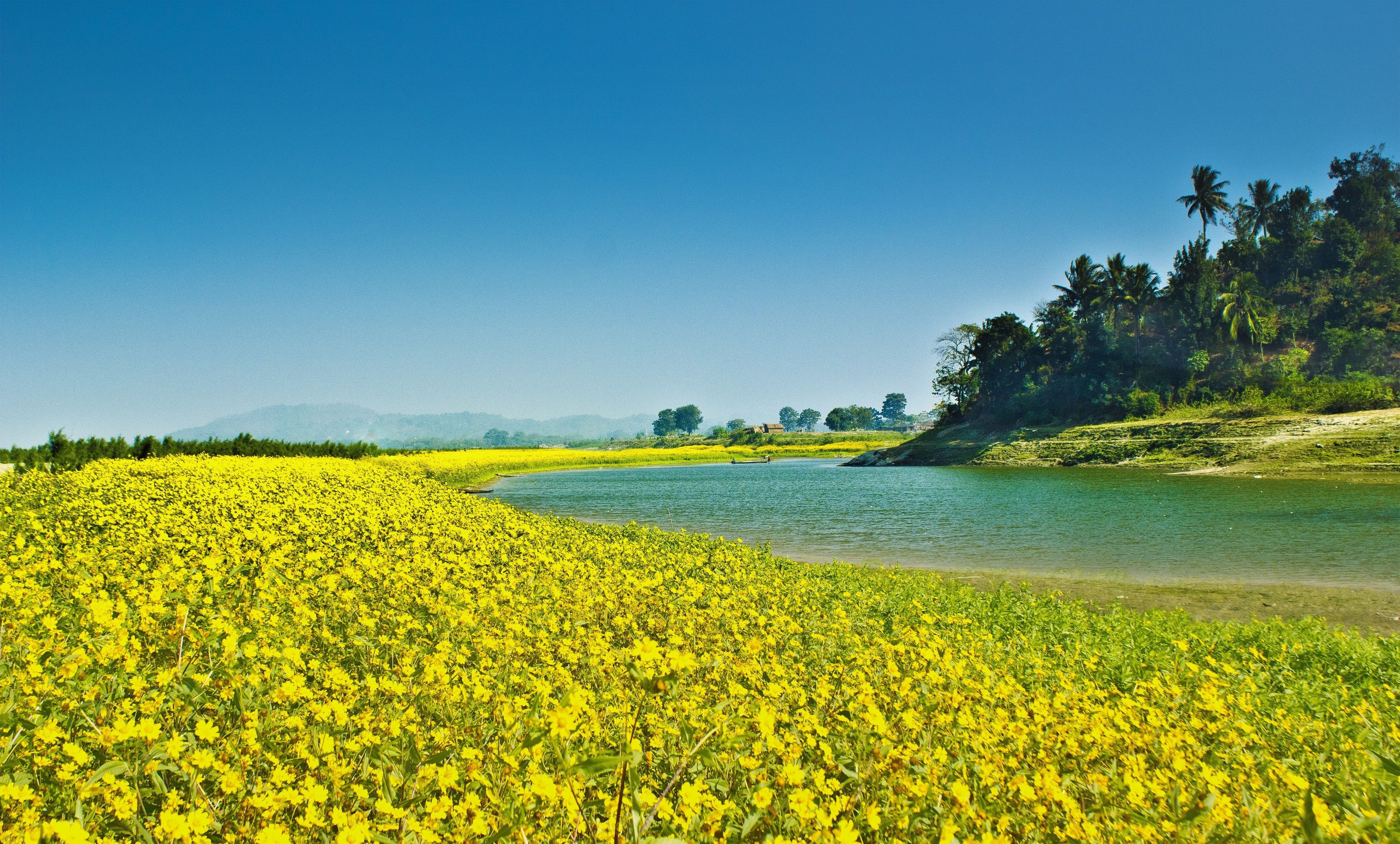 day, beside, tranquil scene, no people, abruzzo, india, countryside, sunflower, farmyard, outdoors, rural Scene, sunflower seed, lake, 2K, plant, oilseed Rape, HD Wallpaper