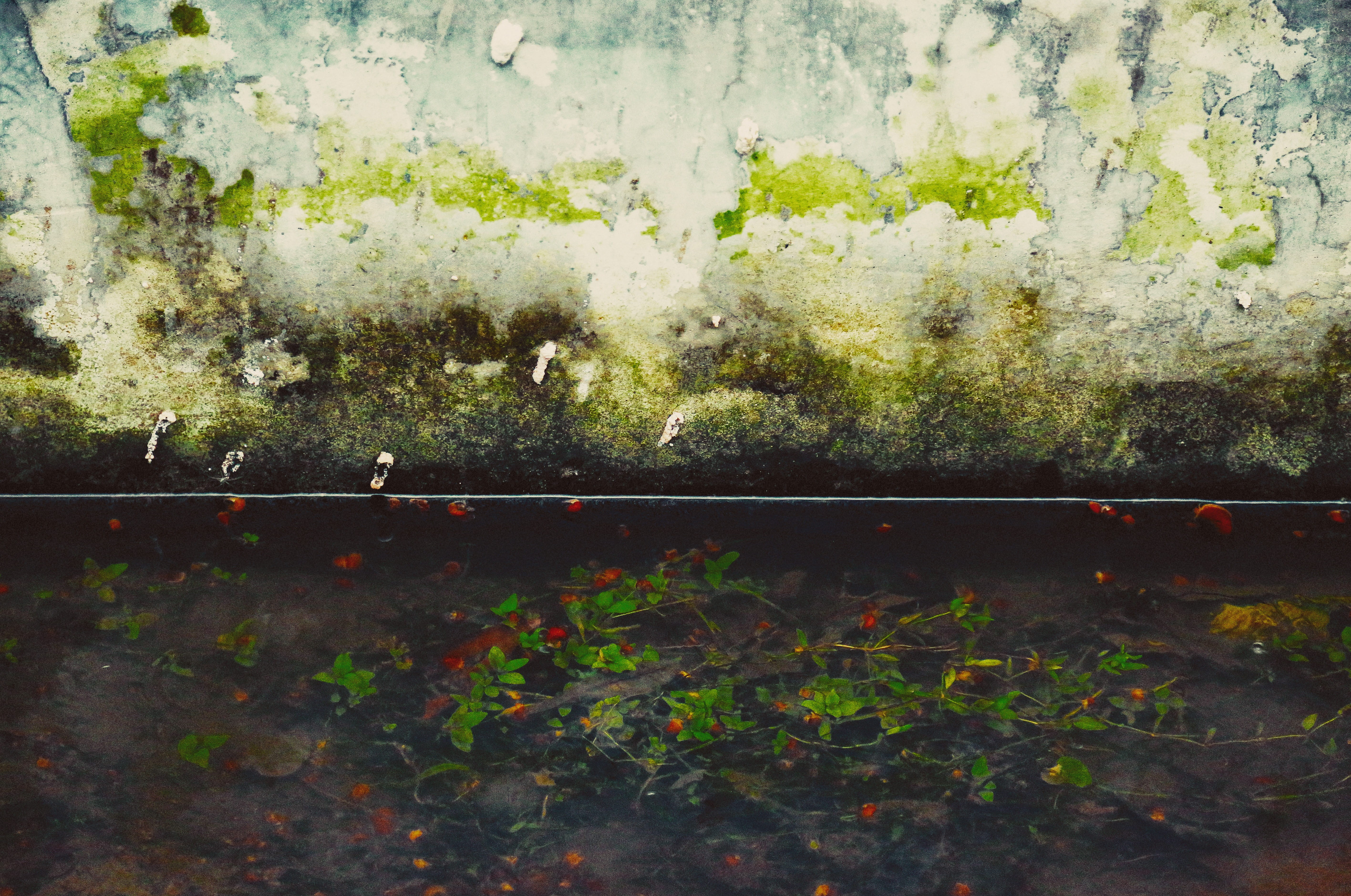 leaf, plant part, rail transportation, dirt, drain, architecture, wall, water, beauty in nature, gutter, assam, tree, built structure, nature, growth, plant, HD Wallpaper