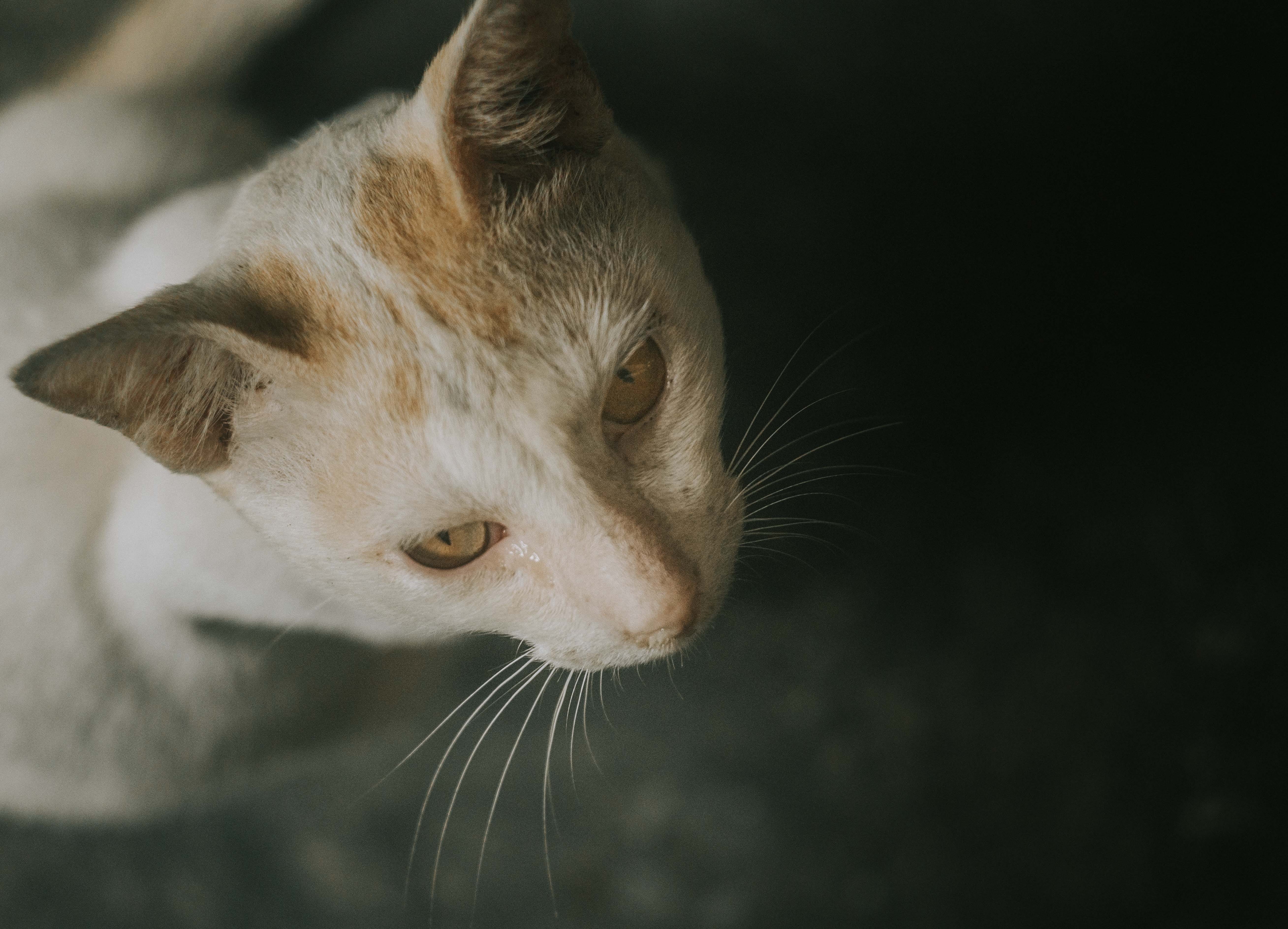 looking, domestic, cat, assam, domestic animals, close-up, whisker, cats, pet, meow, black background, animal eye, feline, focus on foreground, animal head, HD Wallpaper