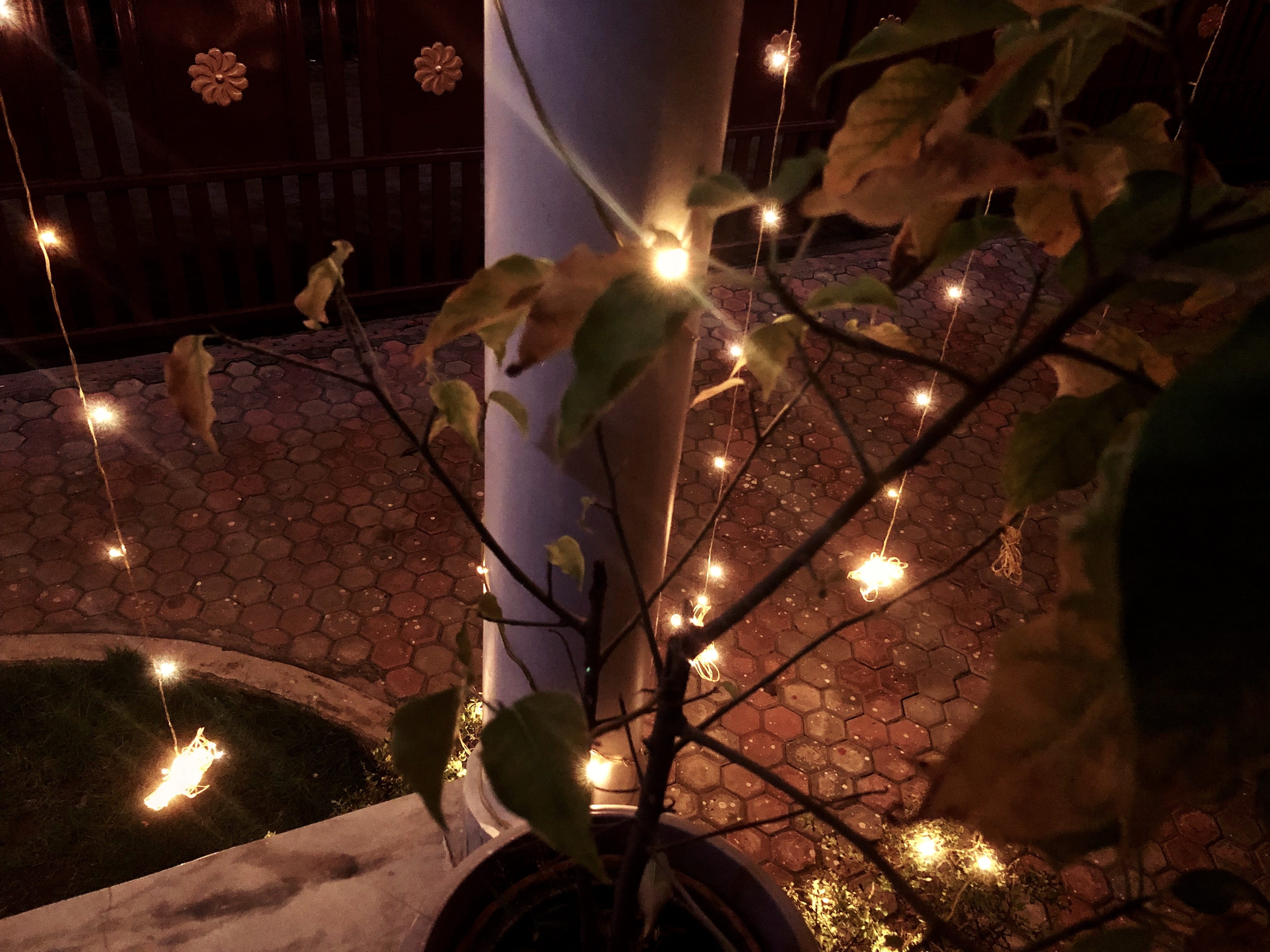 leaf, glowing, diwali, plant, no people, unsplash, plant part, decoration, celebration, explore, nature, beauty, lighting equipment, electricity, christmas lights, HD Wallpaper