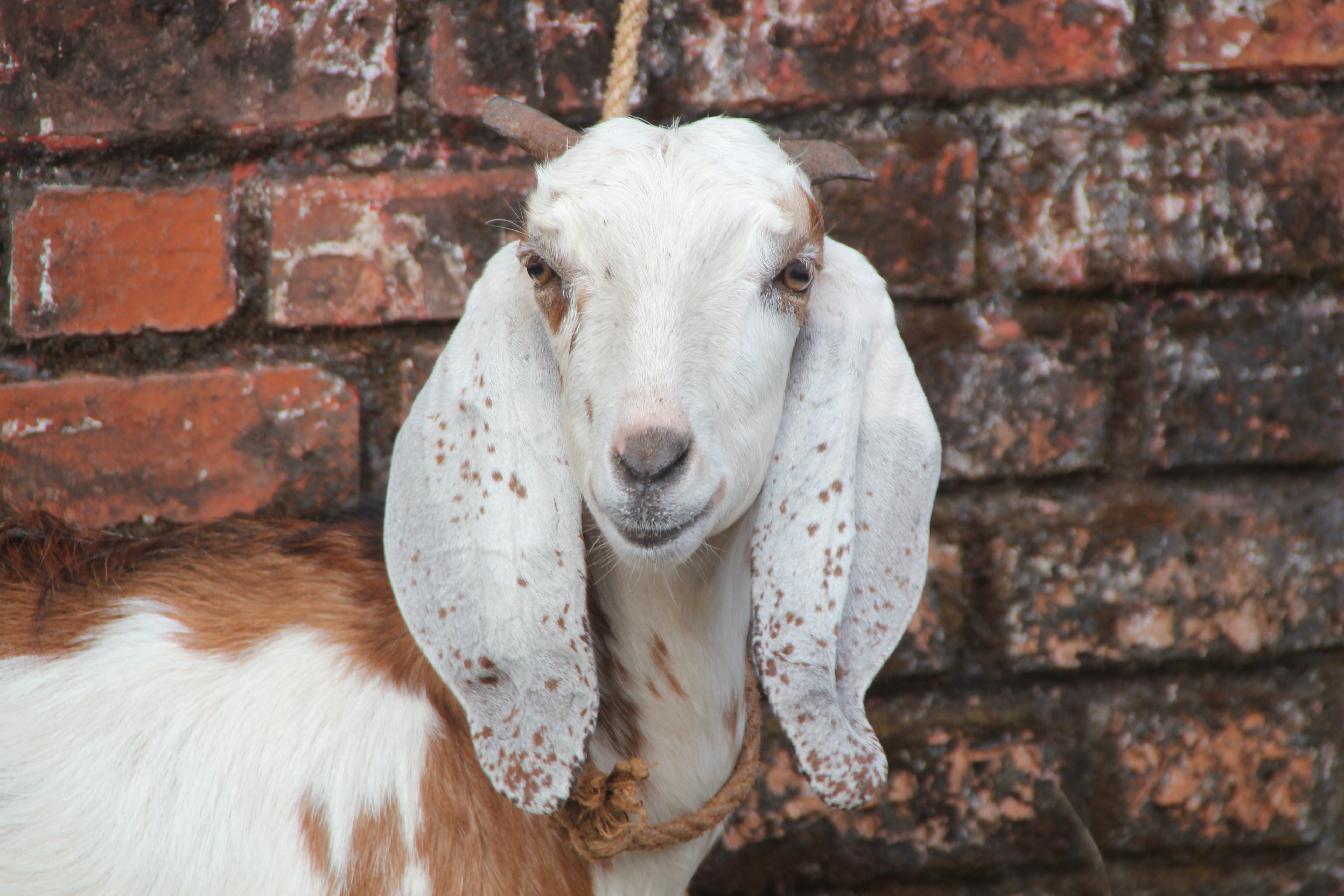 livestock, close-up, day, temple, vertebrate, domestic animals, animal head, portrait, 5K, domestic, assam, looking at camera, brick, wall - building feature, HD Wallpaper
