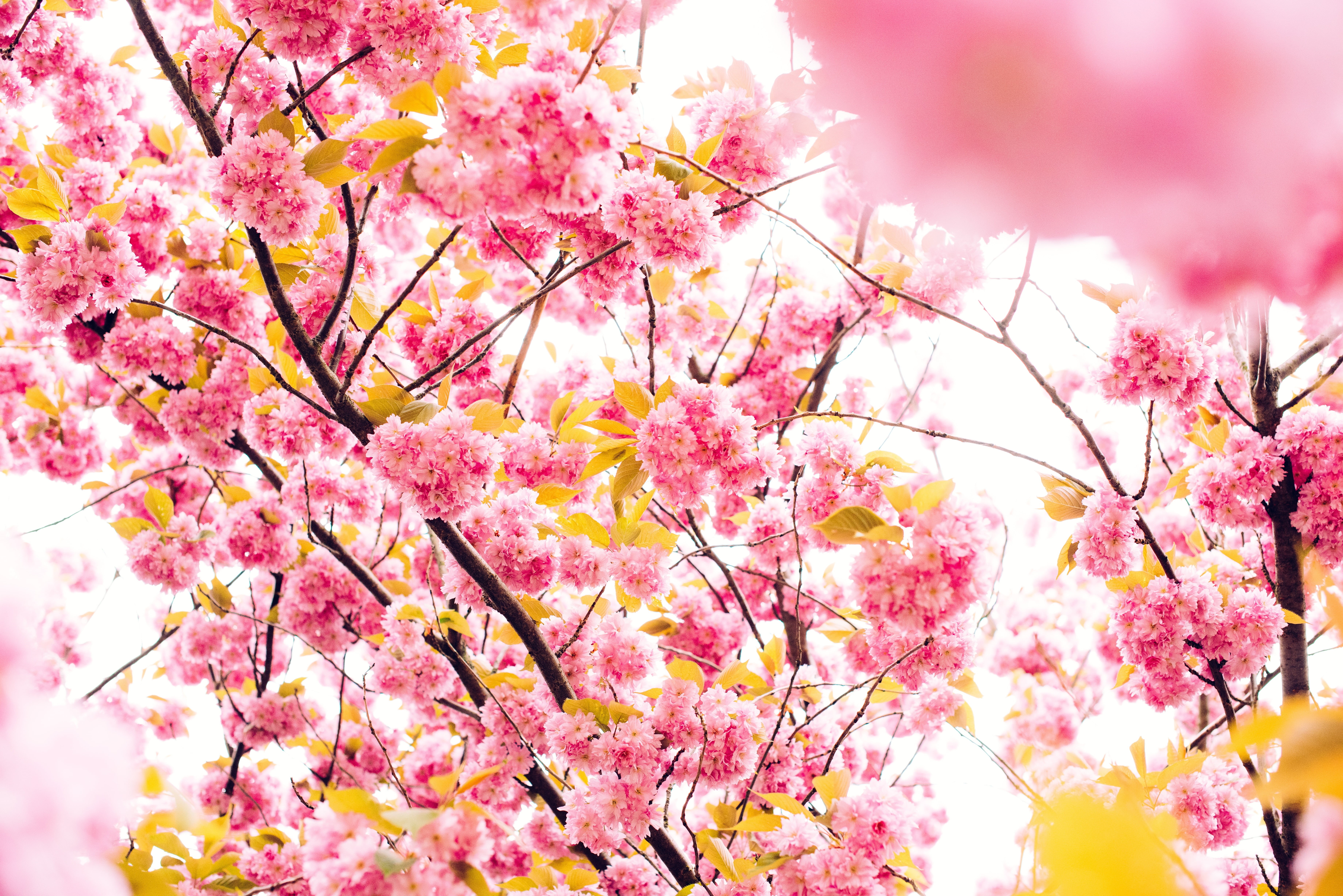 sakura, pink Color, cerasoides, bunch of flowers, beauty In Nature, thailand, outdoors, flowers, 5K, branch, cherry Blossom, flower, vulnerability, nature, HD Wallpaper