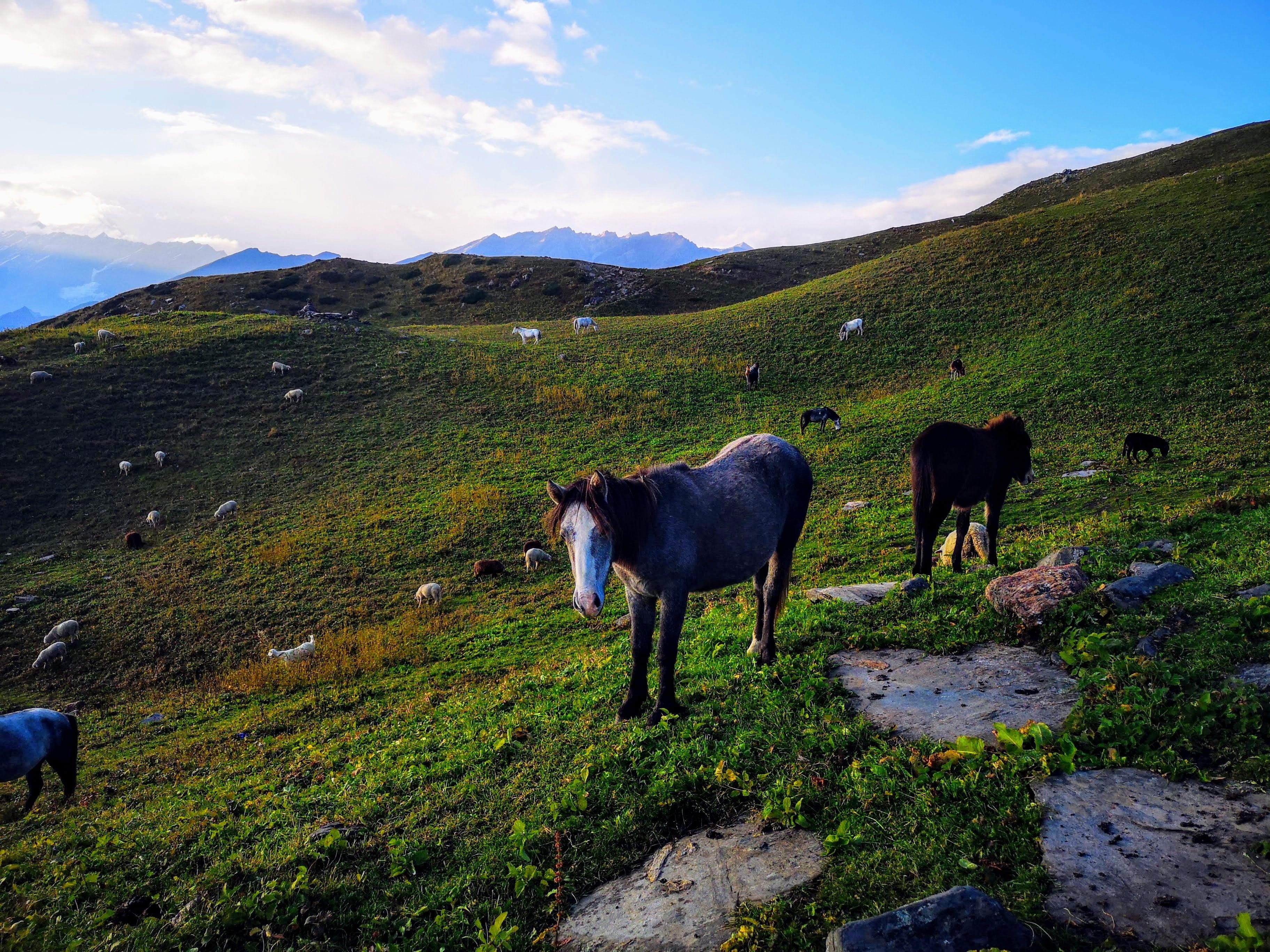 mountain, mountain range, landscape, land, himachal pradesh, india, outdoors, no people, grass, cloud - sky, 2K, animal themes, field, nature, animals, HD Wallpaper