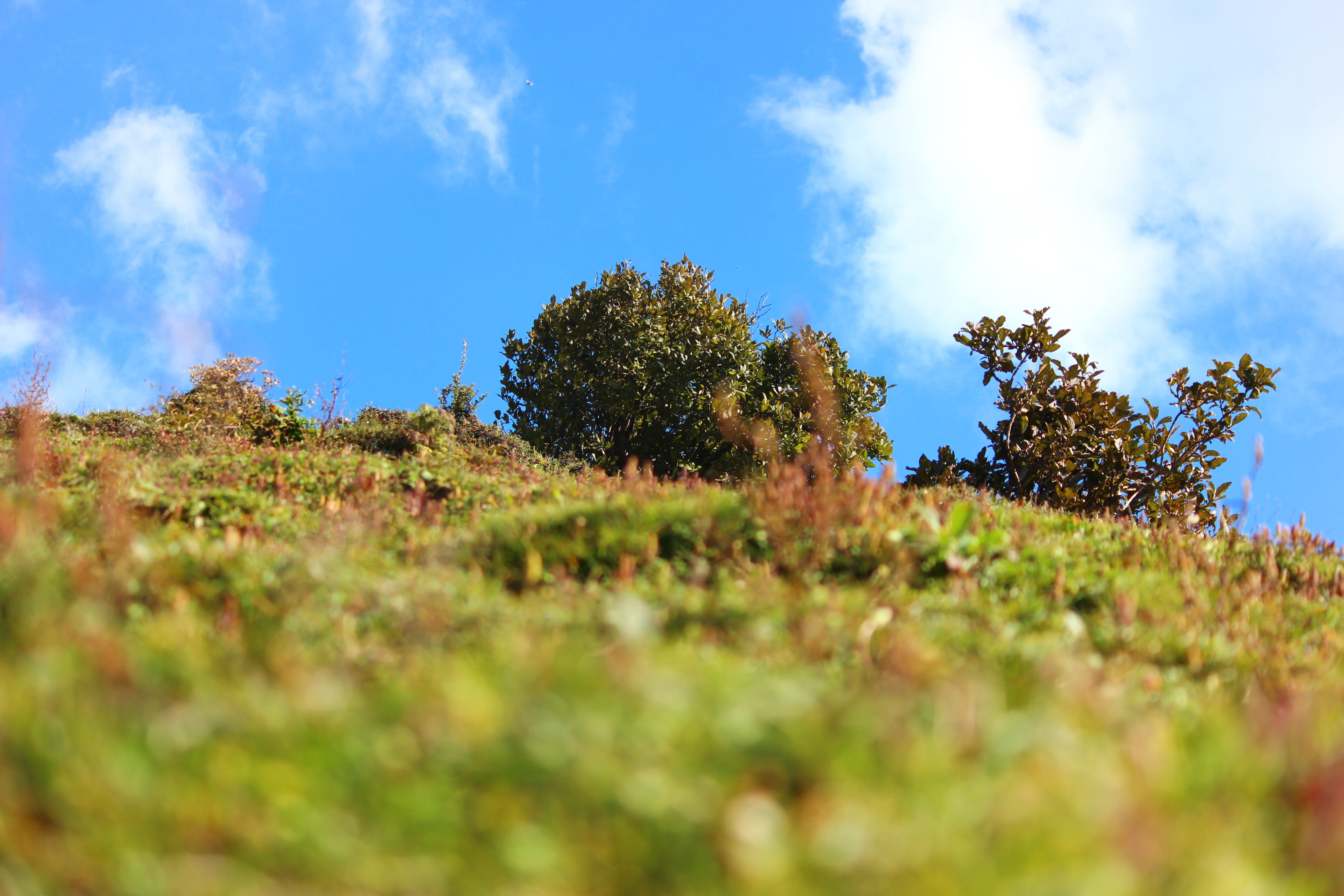 green color, selective focus, field, landscape, outdoors, semi-arid, house, no people, rest, tranquility, roof, beauty in nature, himachal, nature, plant, HD Wallpaper