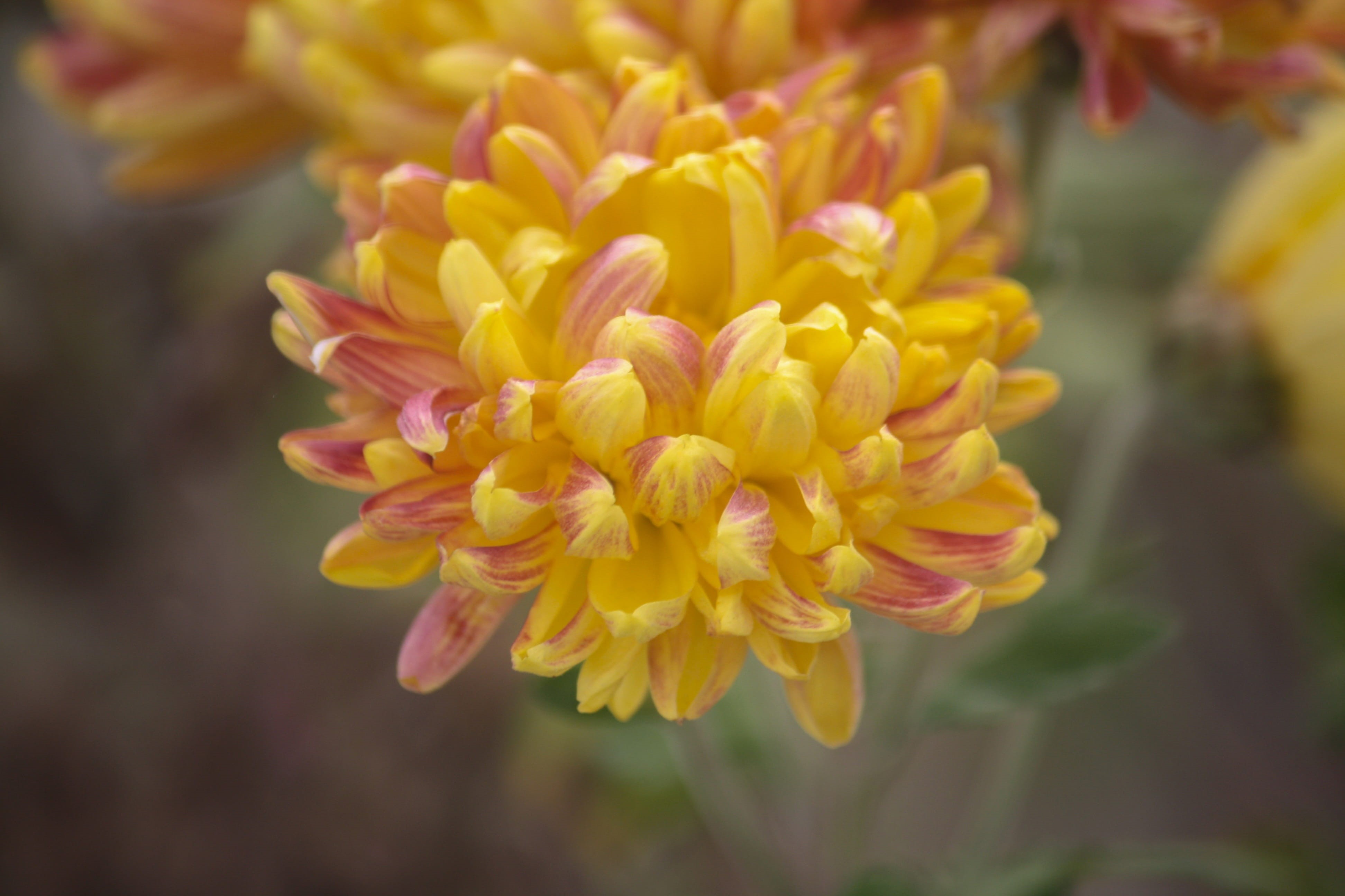 beauty in nature, pollen, inflorescence, yellow, nature, 4K, botany, garden, pink color, fragility, outdoor, plant, focus on foreground, flower, no people, HD Wallpaper