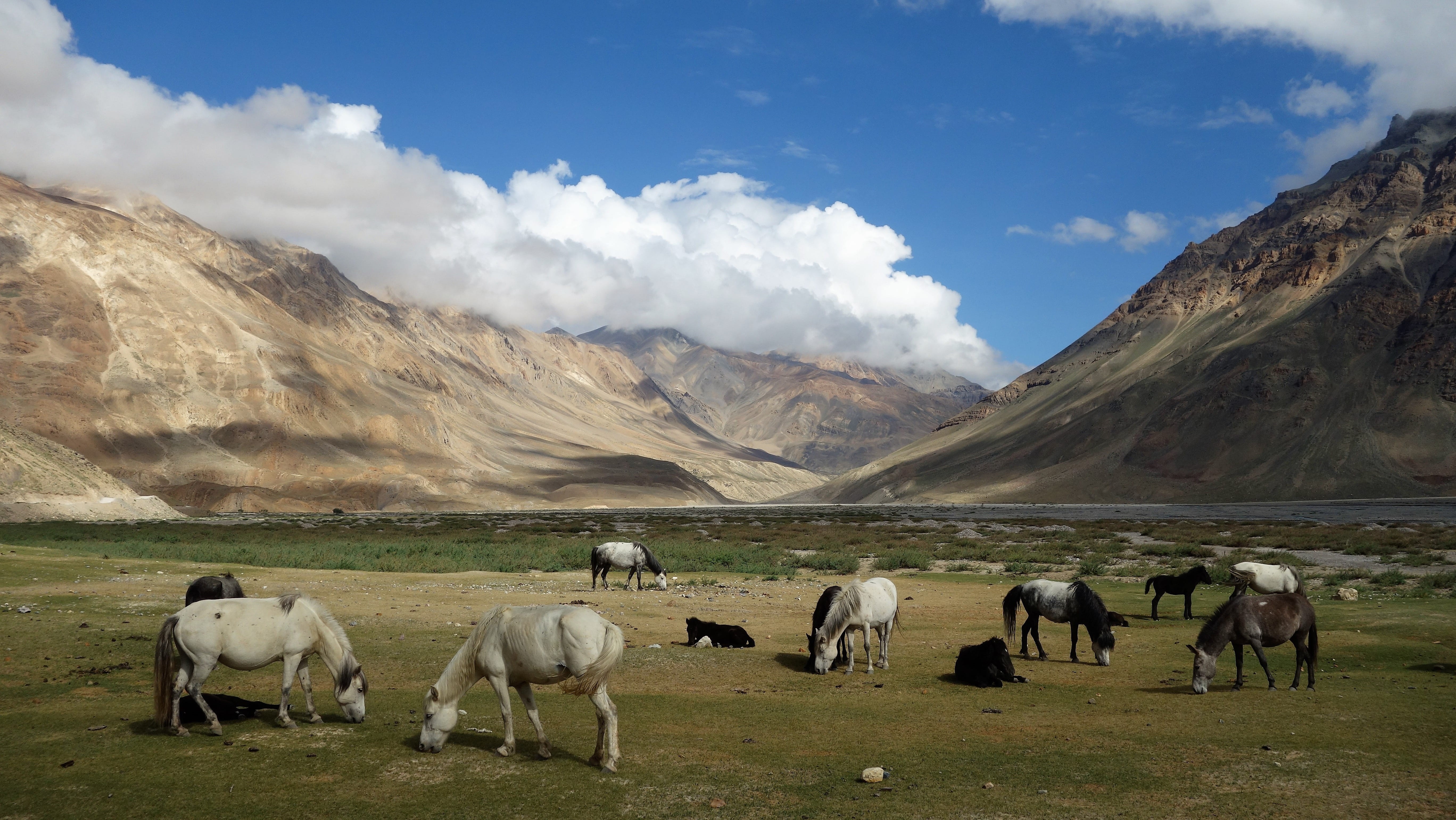 horses, cloud - sky, animal themes, himachal, domestic animals, environment, nature, mountain, travel, mammal, 5K, mountains, land, field, no people, livestock, HD Wallpaper
