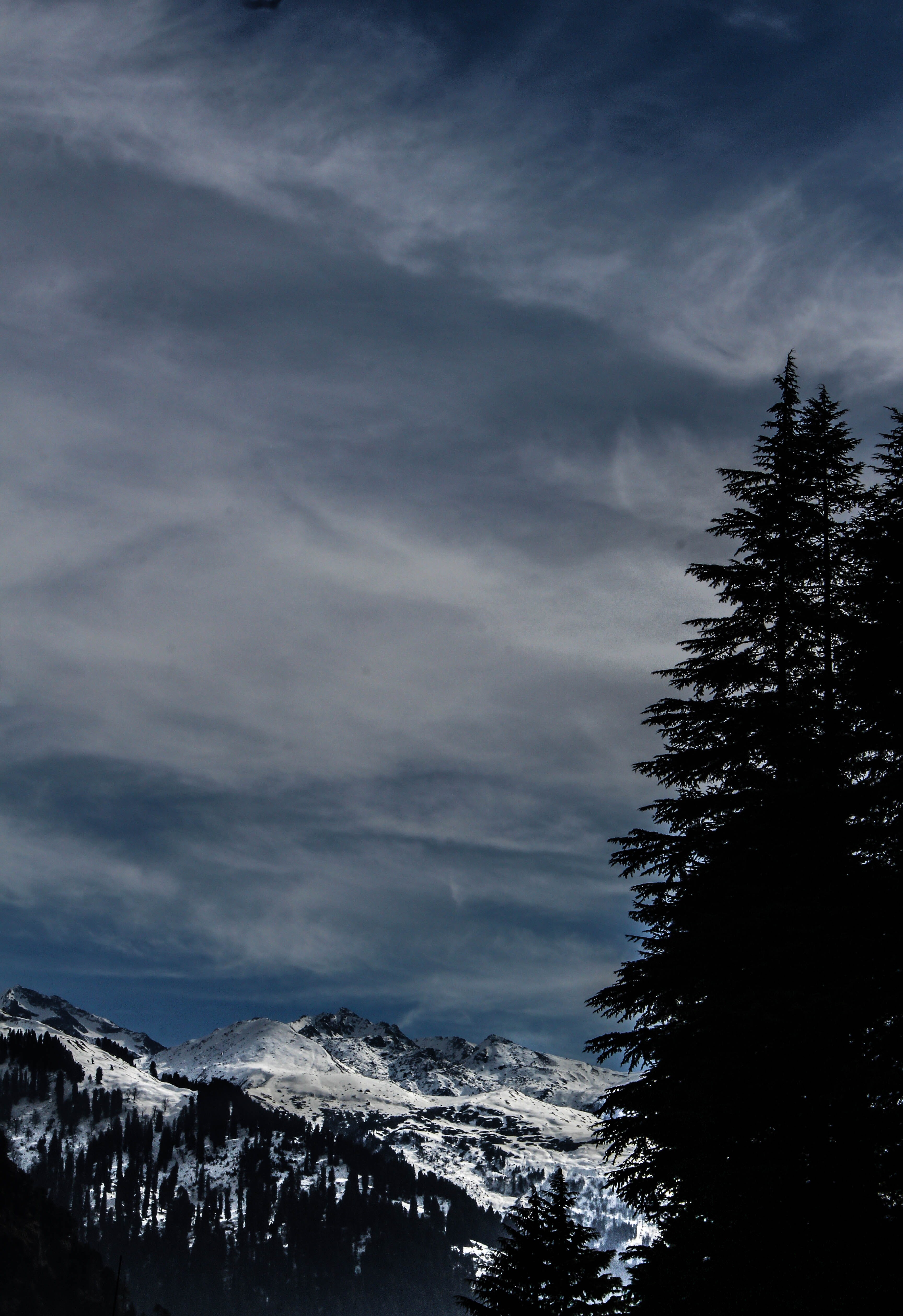 low angle view, outdoors, trees, cold, tree, woods, pine tree, landscape, india, cloud - sky, day, snow, scenery, scenics - nature, growth, sky, tranquil scene, Phone HD Wallpaper