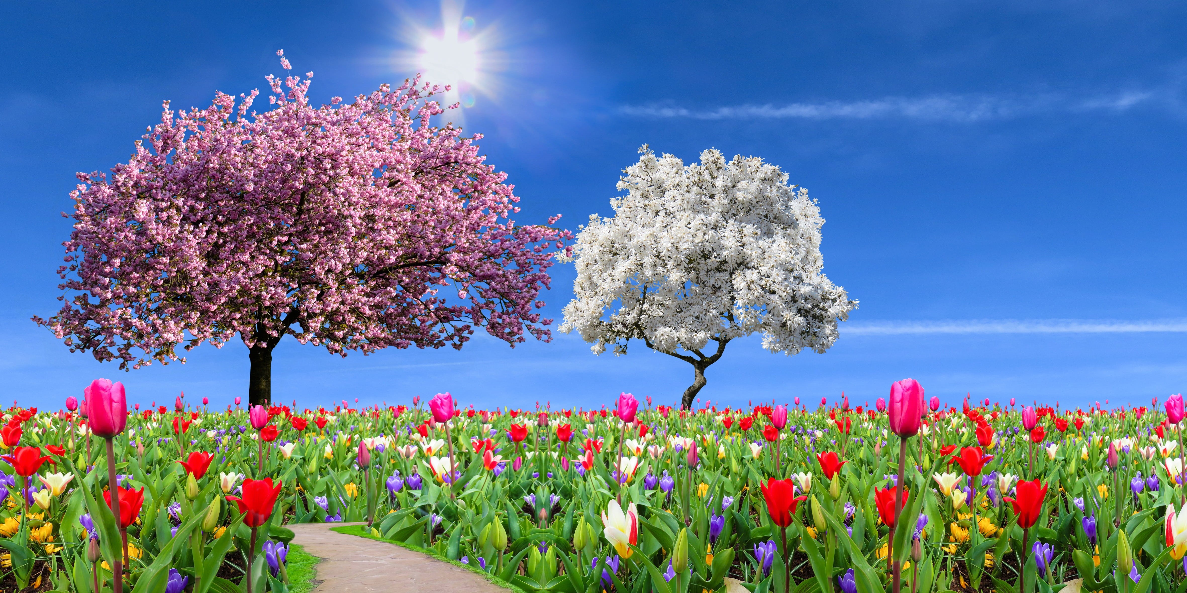 landscape, springtime, no people, relaxation, tree, tulips, season, flower, nature, growth, flower head, fragility, beauty in nature, sky, spring, crocus, HD Wallpaper