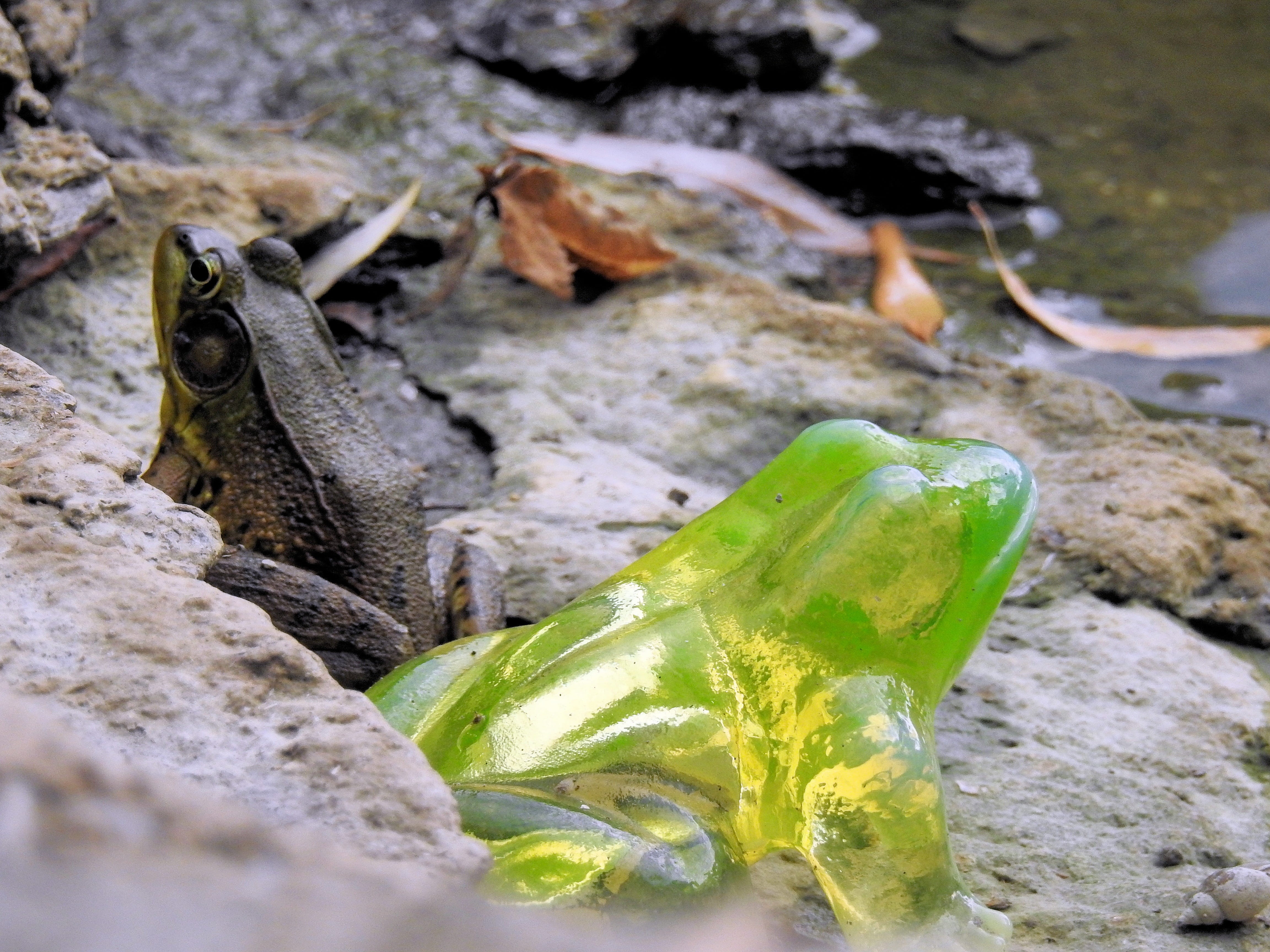 nature, uranium glass, animal wildlife, Radioactive, rock - object, outdoors, selective focus, close-up, rock, Climate Change, animal, day, food and drink, HD Wallpaper