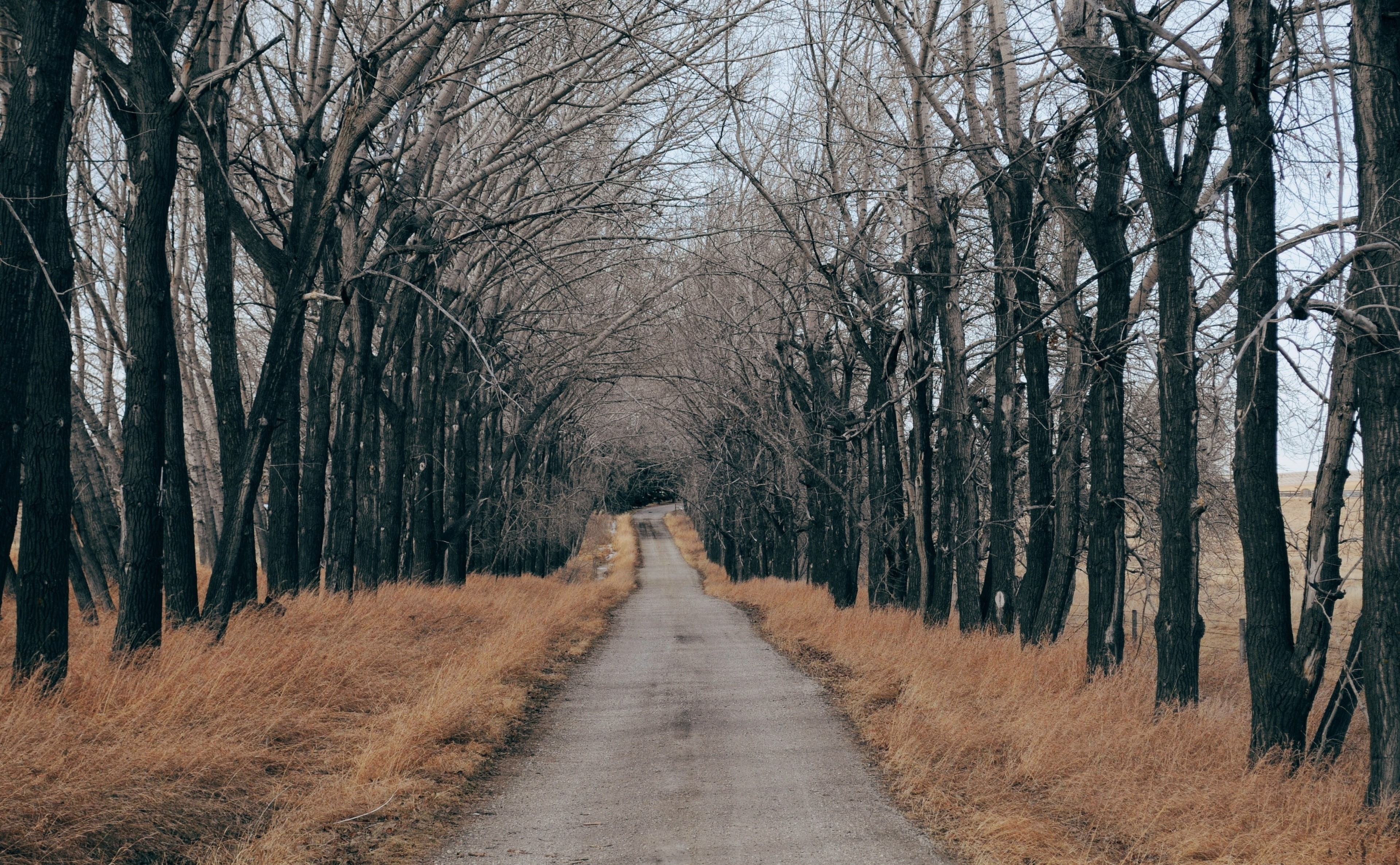 non-urban scene, beauty in nature, Rural, dried, the way forward, direction, gloomy, tree, Aligned, 4K, no people, Road, land, trunk, Trees, treelined, HD Wallpaper