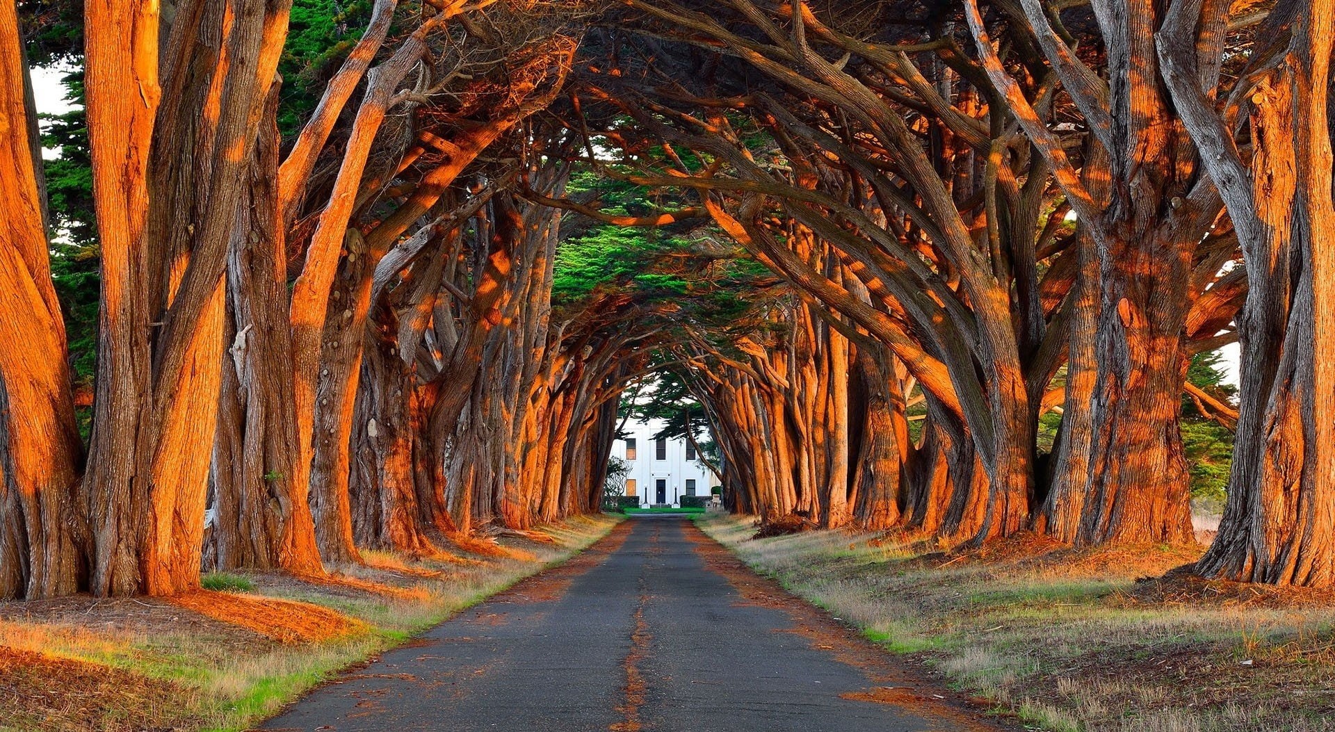 no people, Nature, the way forward, beauty in nature, plant, tranquility, day, outdoors, treelined, trunk, Trees, Landscape, vanishing point, Road, Aligned, HD Wallpaper