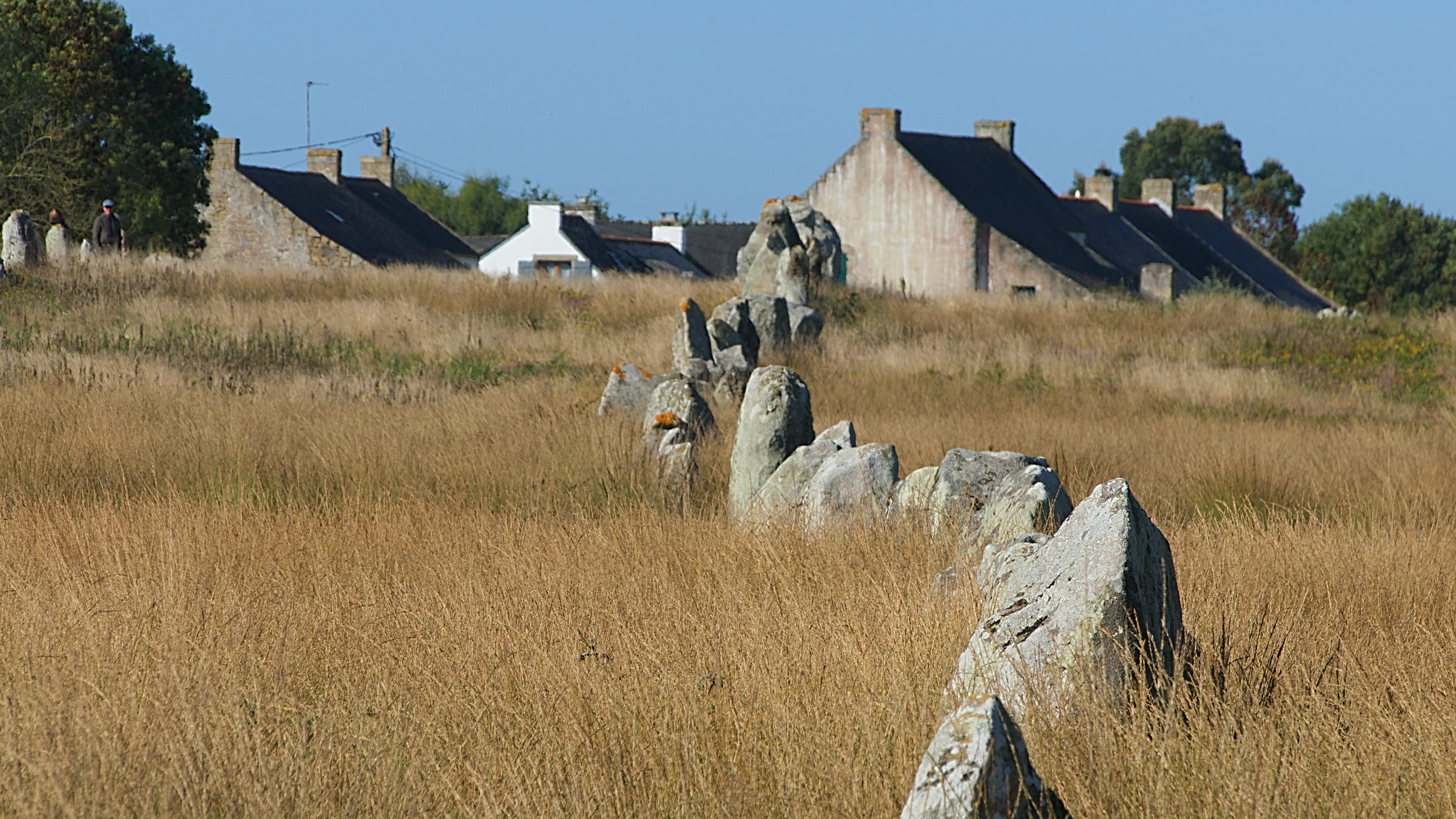 france, mammal, grass, outdoors, landscape, plant, field, sunlight, alignements de carnac, land, architecture, nature, built structure, agriculture, domestic animals, HD Wallpaper