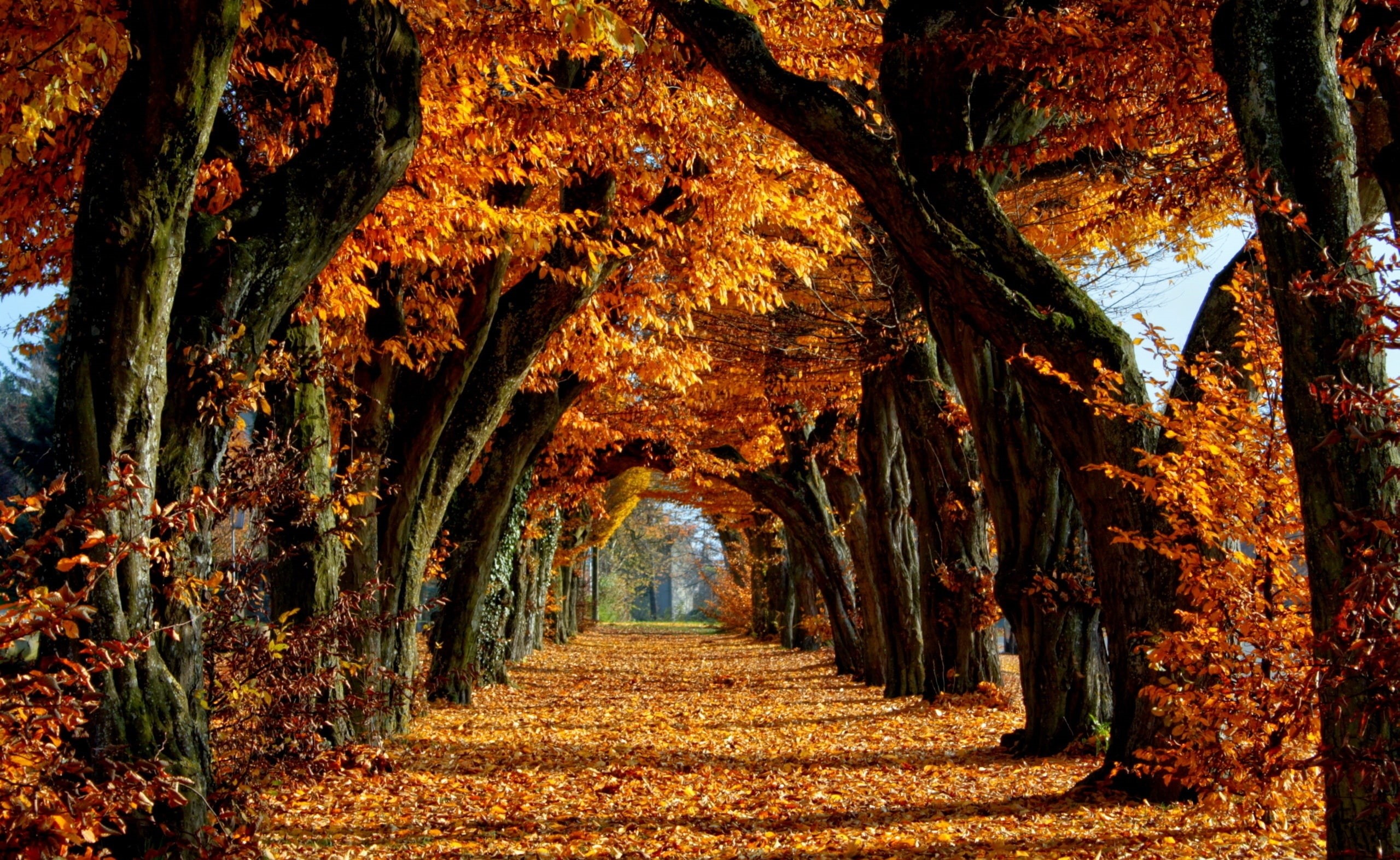 tranquil scene, Beautiful, leafed, Autumn, Path, trees aligned, day, growth, tranquility, tree trunk, beauty in nature, outdoors, footpath, 2K, treelined, HD Wallpaper