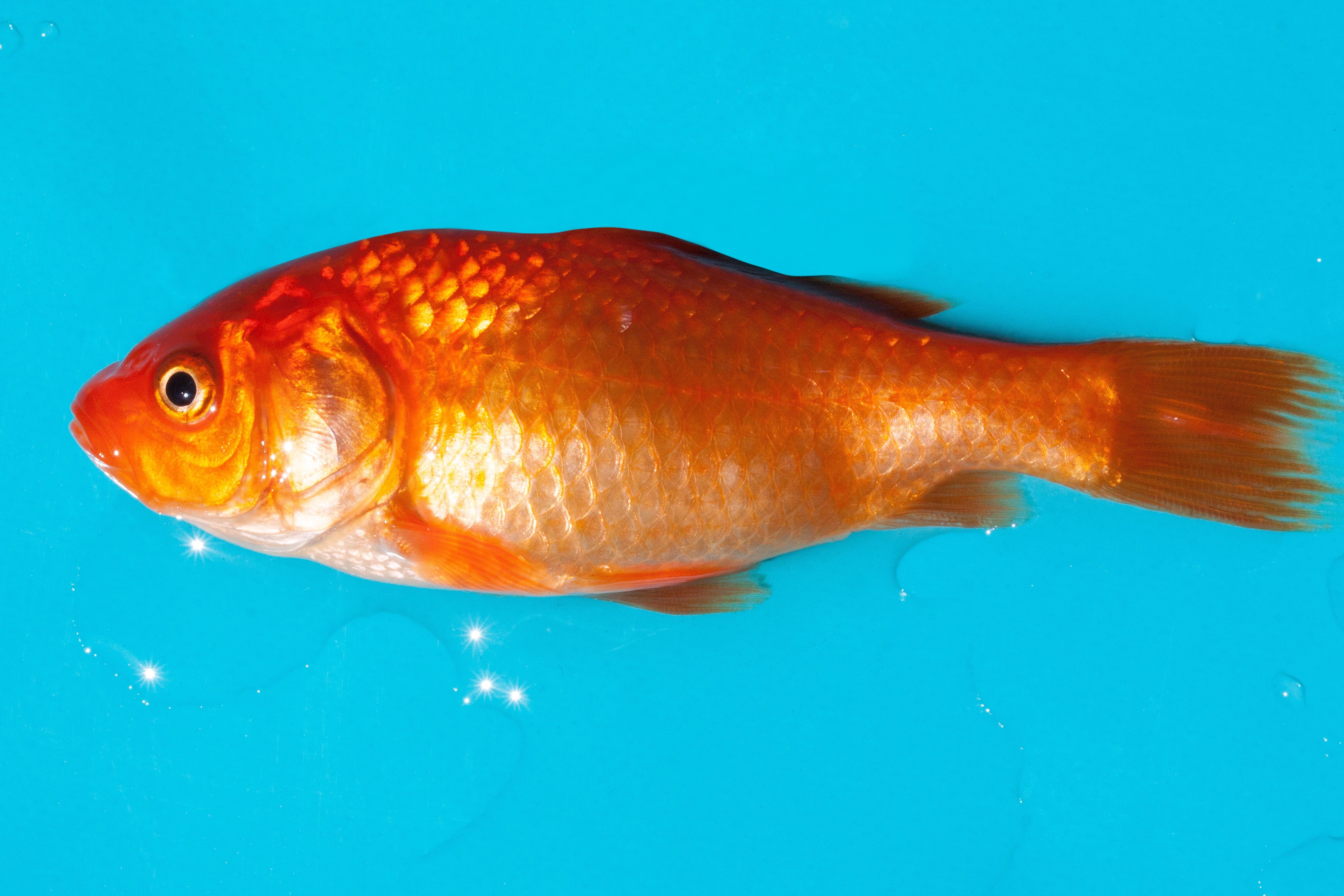 studio shot, scale, gold, animal, nature, indoors, water, white, swimming, goldfish, no people, animal themes, vertebrate, silberig, cyprinidae, freshwater fish, HD Wallpaper
