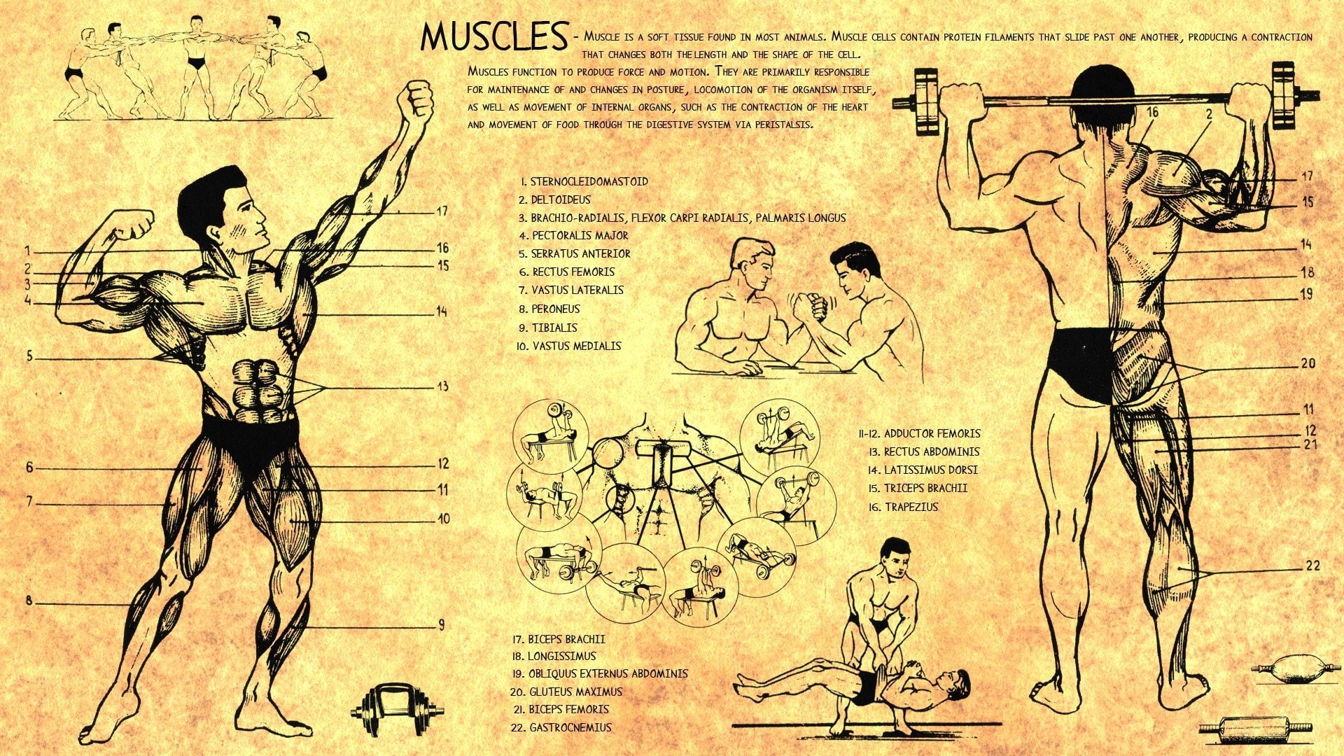 Muscles, Health, bodybuilding, 1080P, Training, Human, Body, scheme, Anatomy, HD Wallpaper