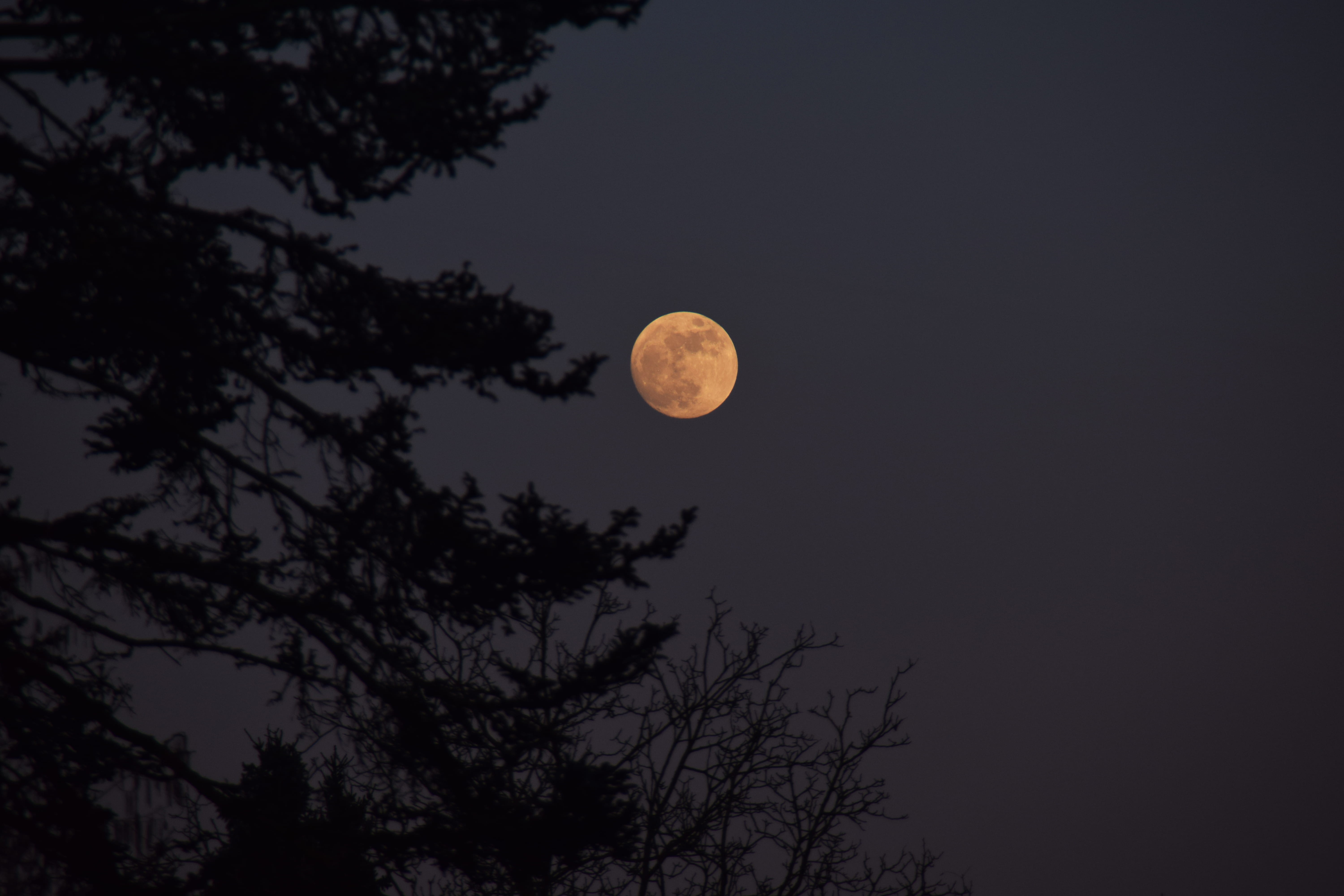full moon, tree, plant, eclipse, full, 5K, tranquility, lunar, tranquil scene, space, low angle view, no people, circle, moonlight, scenics - nature, astronomy, HD Wallpaper