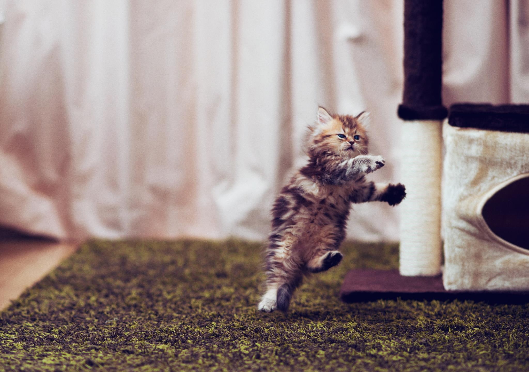 kitten, sweet, cute, animals, adorable, beautiful, kitty, headshot, d, cats, 1080P, HD Wallpaper