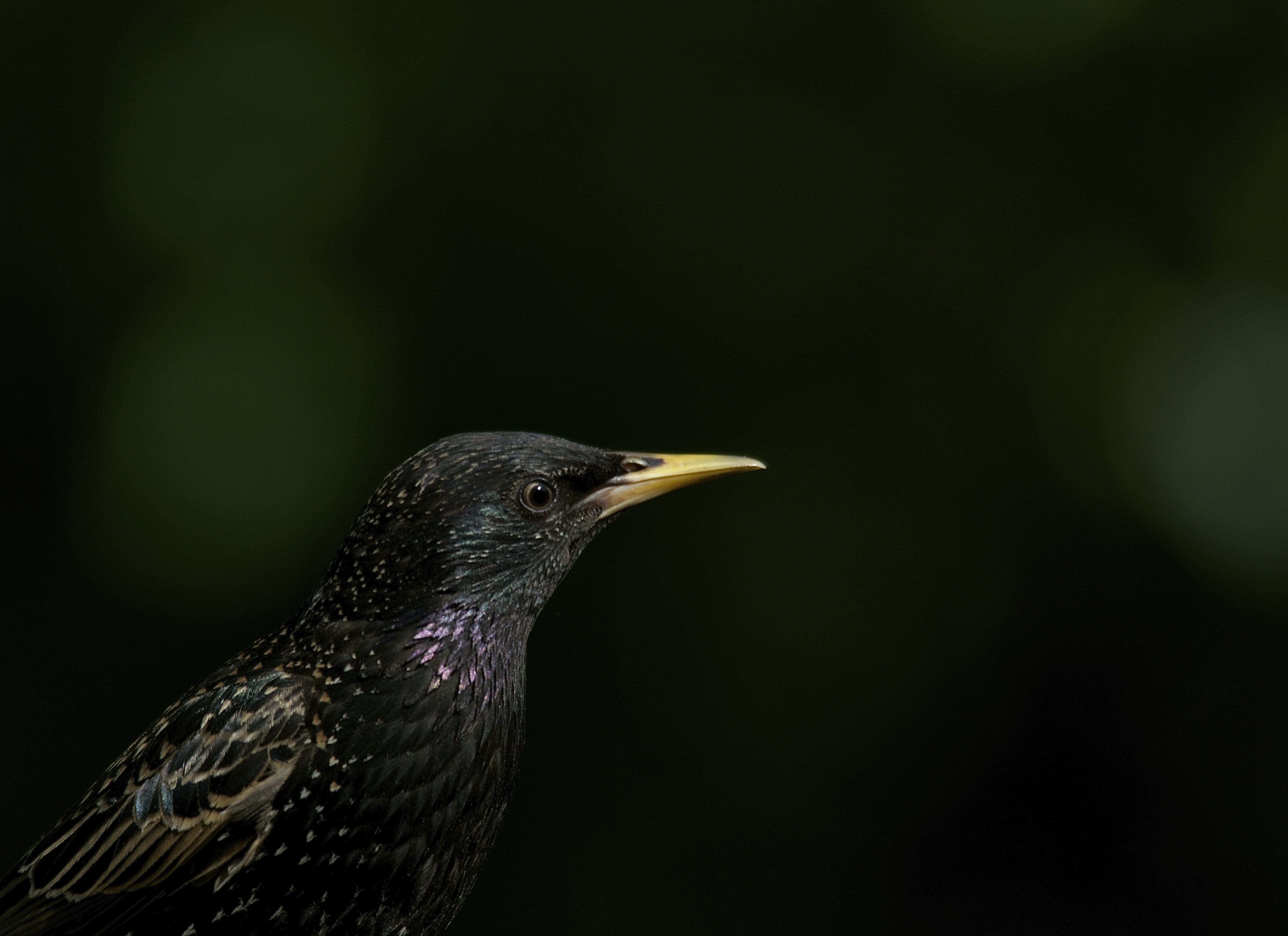 Summer, short, beak, nature, GARDEN, wildlife, photography, 4K, black, BIRD, wildlife photography, animal, Scaldwell, Headshot, REVIVAL, HD Wallpaper