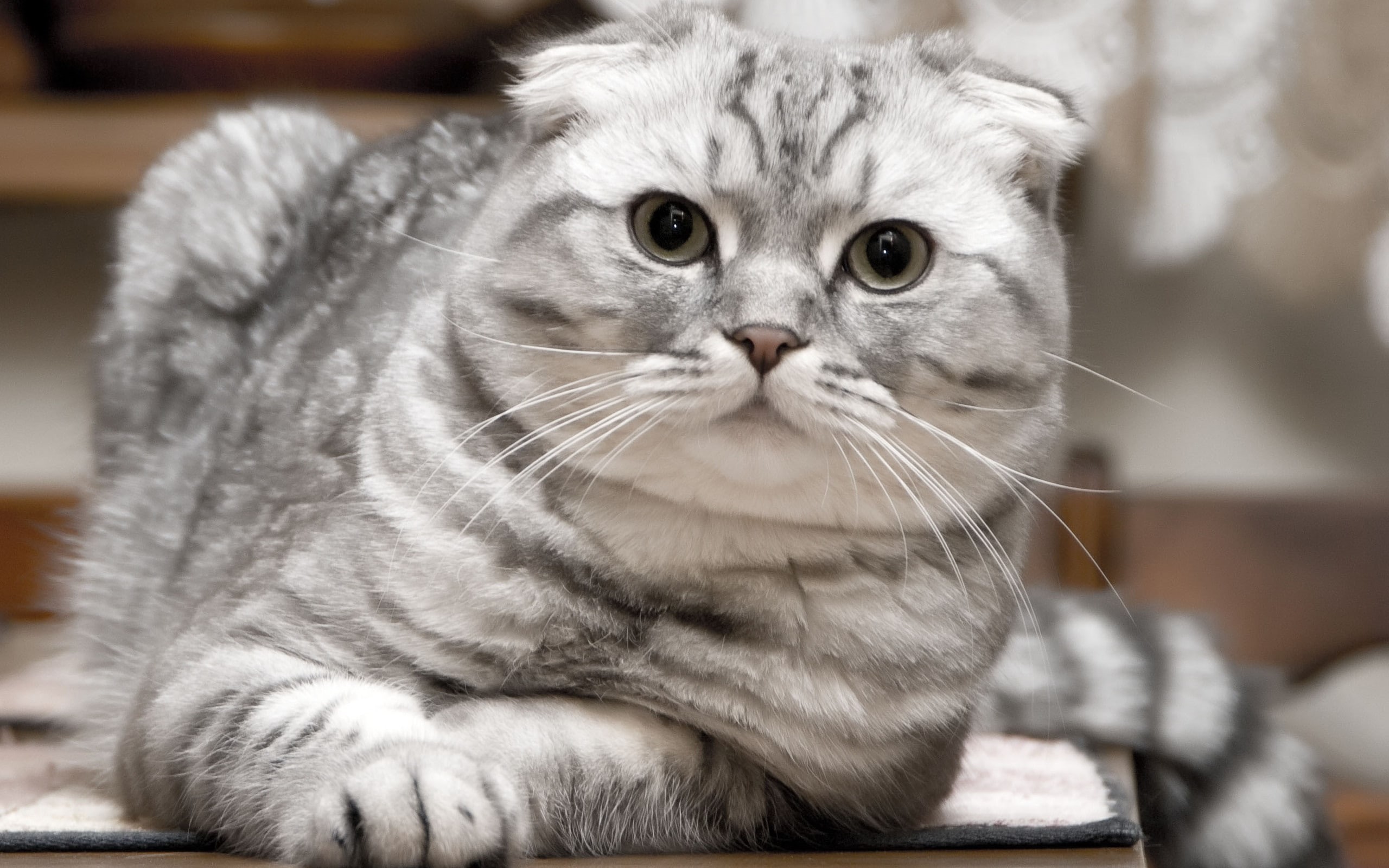 serious, gorgeous, scottish fold cat, cat, beautiful, scottish, silver, 2K, fold, HD Wallpaper