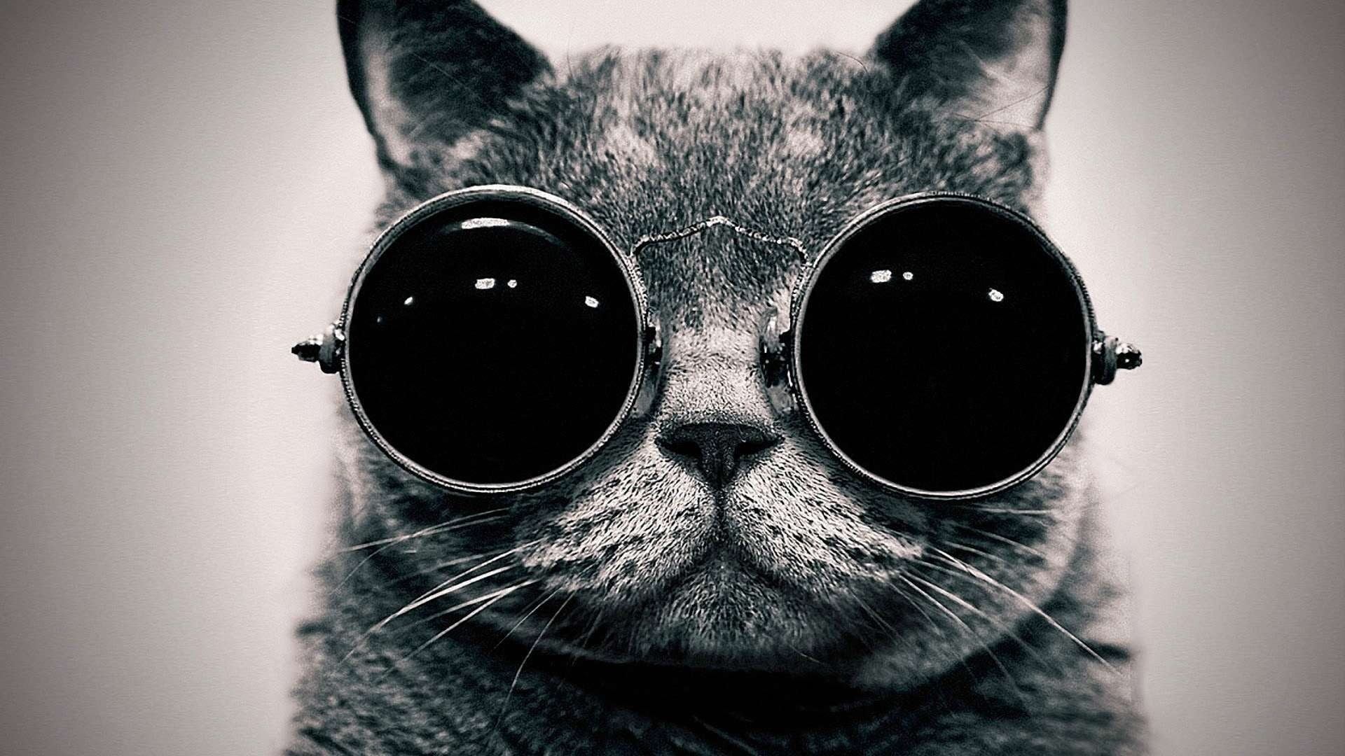 cute, goggles, nose, 1080P, hd, black and white, serious, ears, sunglasses, cat, HD Wallpaper