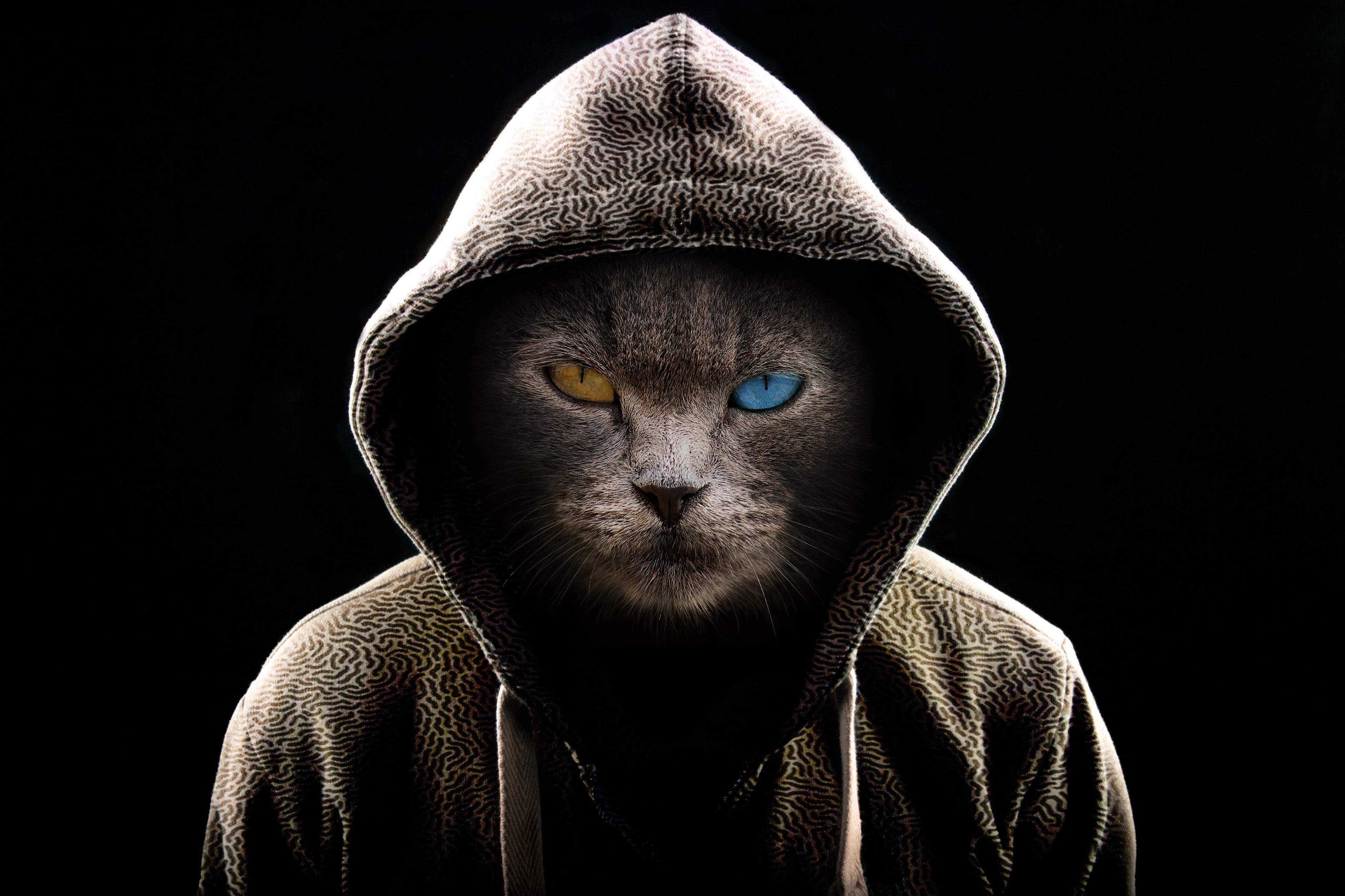 domestic, body part, hat, front view, looking at camera, heterochromia, black background, cat, one person, serious, dark, mammal, adult, one animal, studio shot, HD Wallpaper