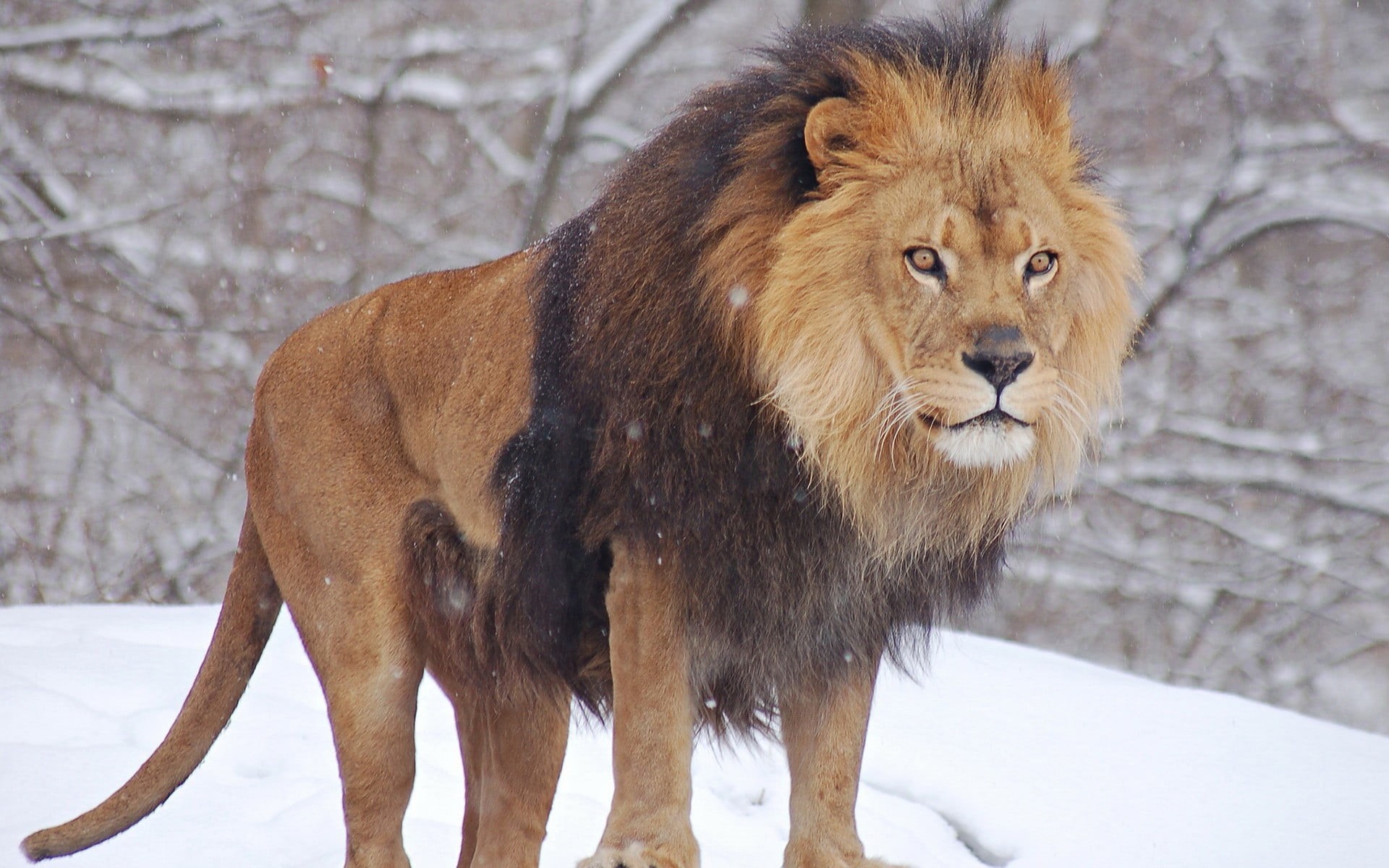 outdoors, vertebrate, brown, animals, land, mammal, animal, cat, lion, animals in the wild, snowing, animal wildlife, snow, nature, feline, no people, one animal, HD Wallpaper