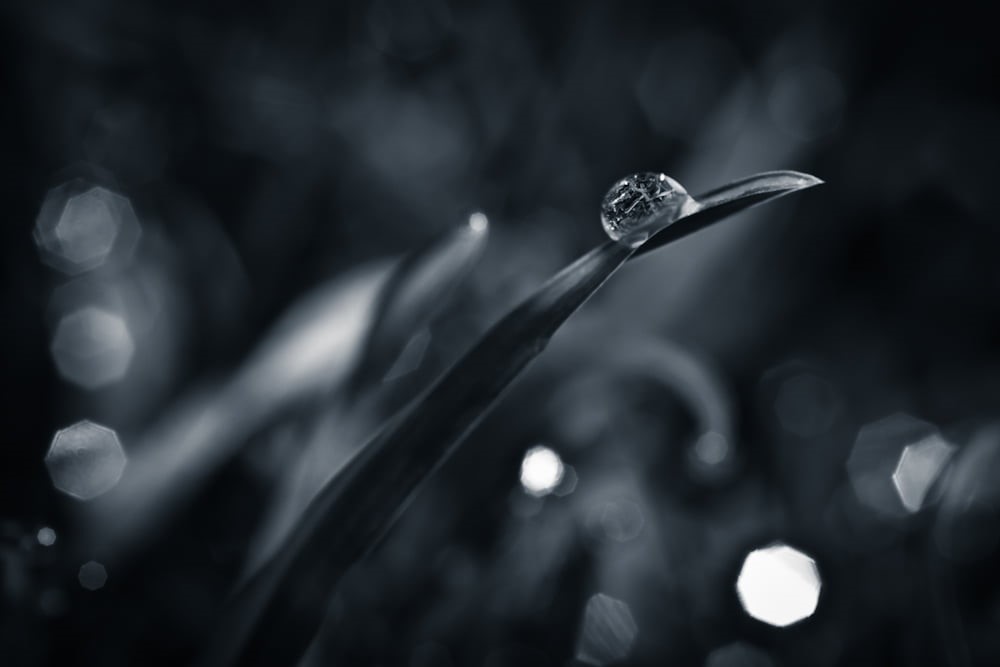 drop, drops, coruña, grass, water, bianco nero, grayscale, backgrounds, galicia, auga, monochrome, la, photography, agua, bandw, de, blanco y negro, españa, HD Wallpaper