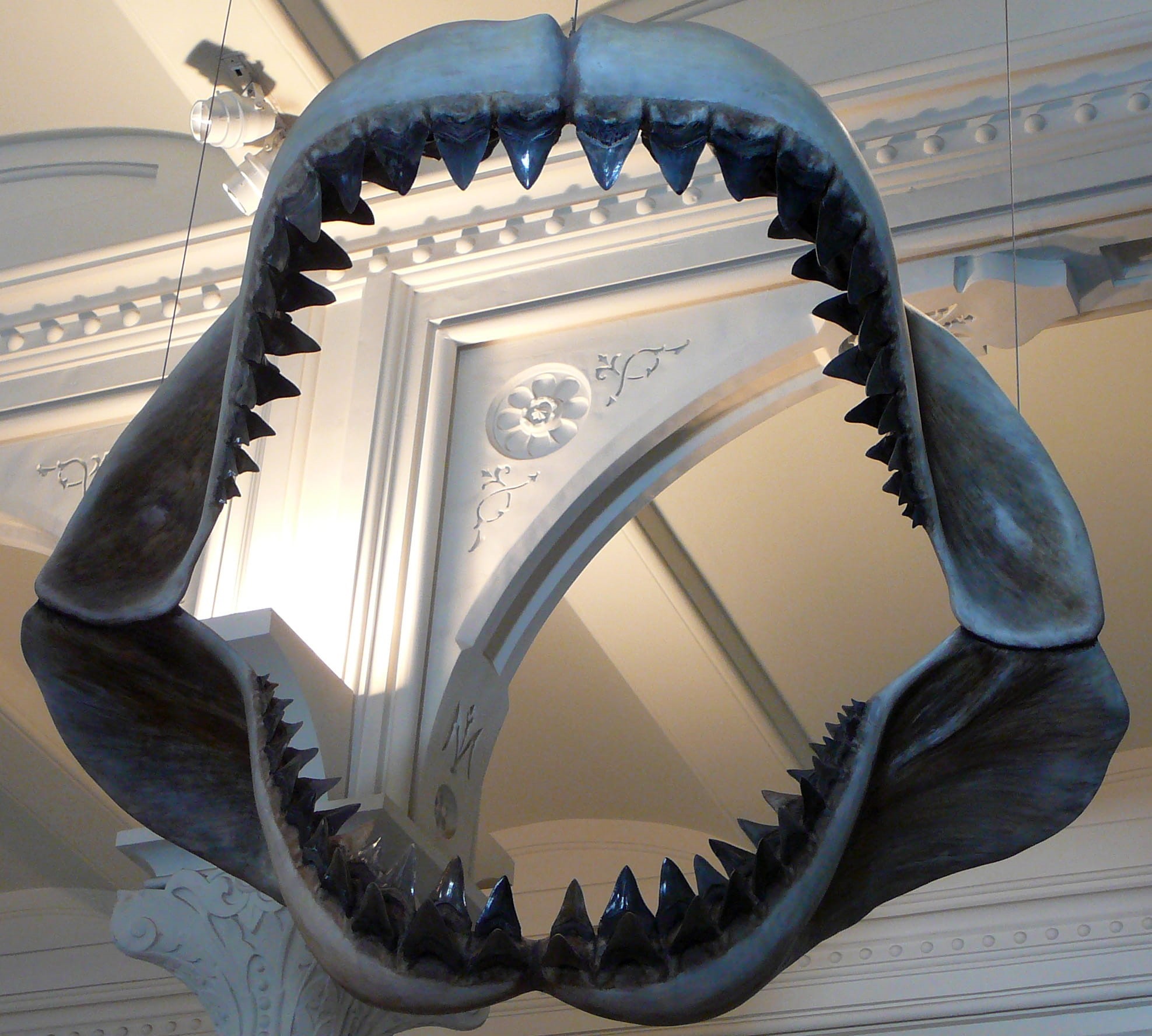 shark, the past, justice - concept, reflection, place of worship, teeth, government, politics, spirituality, railing, history, ceiling, built structure, HD Wallpaper