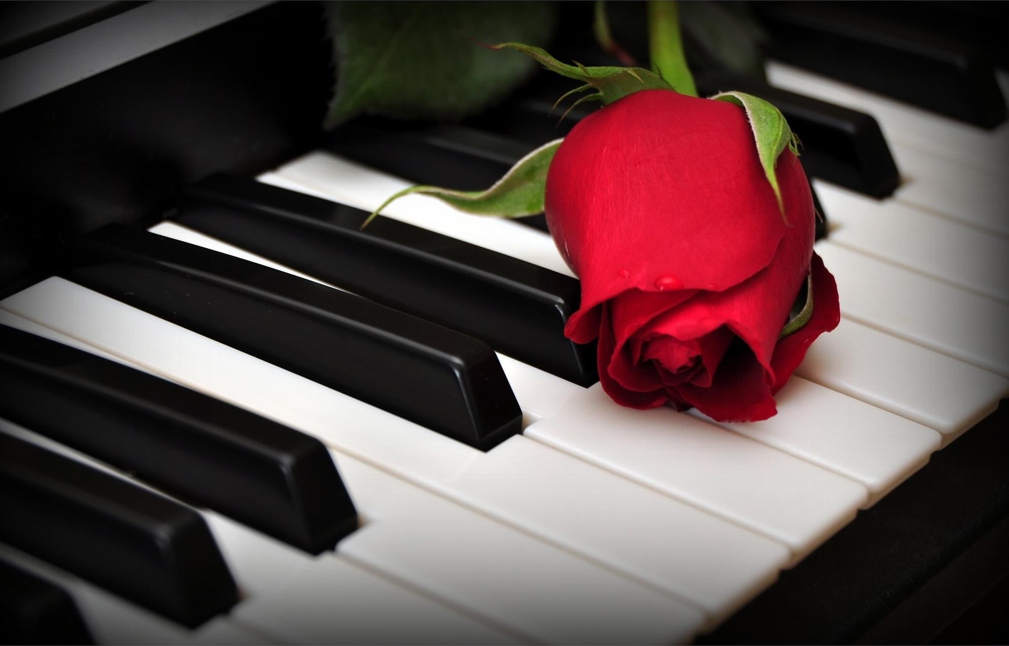 single Object, classic, 1080P, playing, close-up, grand piano, beauty in nature, classical Music, red, musical equipment, sound, musician, black Color, HD Wallpaper