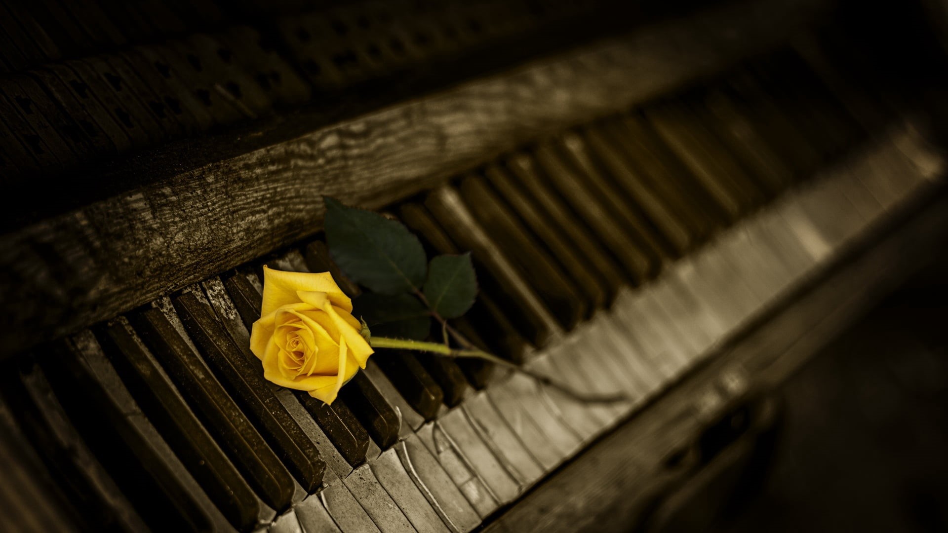 no People, barrier, day, backgrounds, security, bouquet, love, focus on foreground, 1080P, tilt, rose - Flower, selective focus, keys, plant, metal, close-up, HD Wallpaper