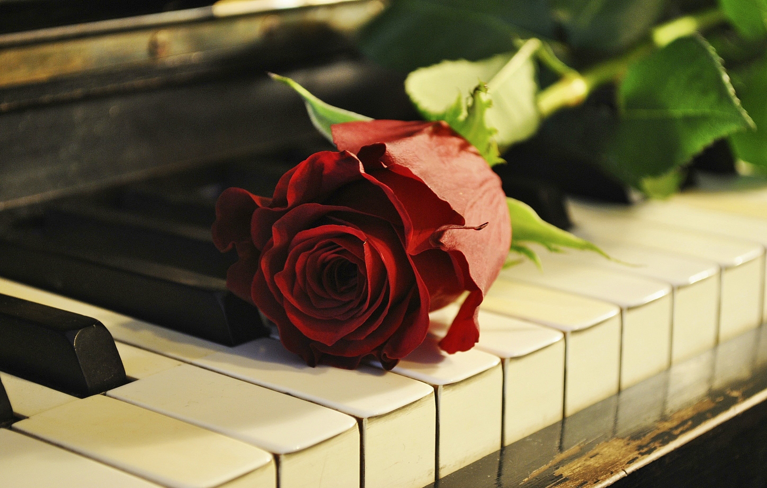 flowering plant, fragility, no People, piano Key, plant, backgrounds, freshness, outdoors, 2K, musical Instrument, leaf, red, growth, white, petal, plant part, HD Wallpaper