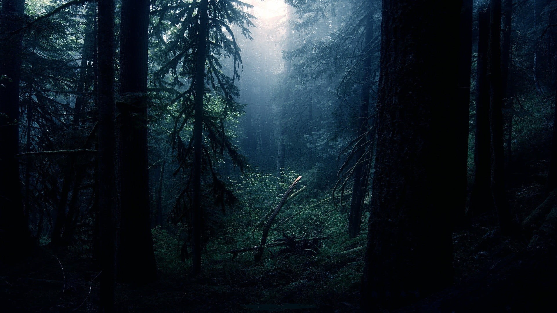 non-Urban Scene, mist, green Color, fog, tree trunk, daytime, no People, scenics, moonlight, night, wilderness Area, mystery, outdoors, tree, morning, season, HD Wallpaper