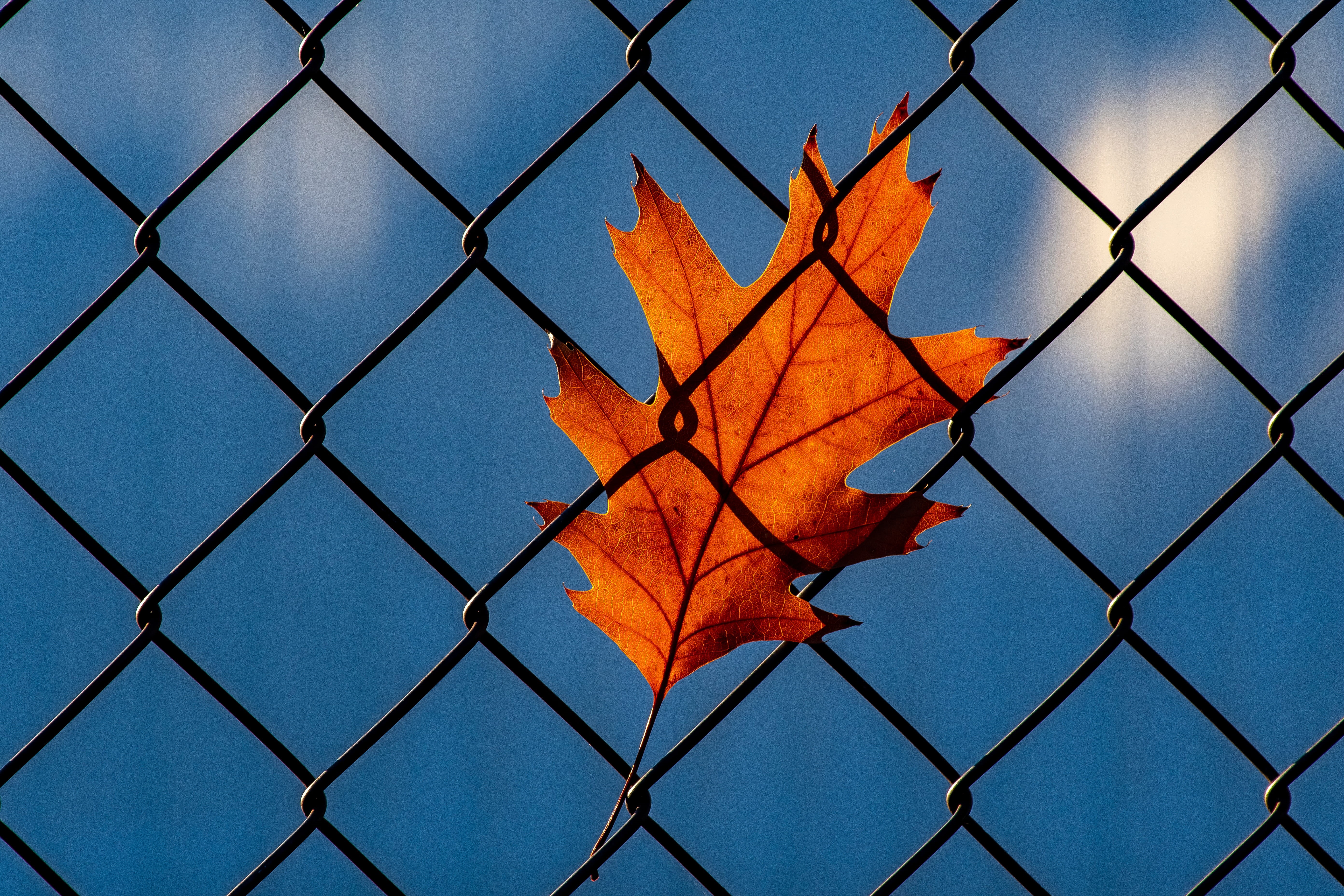 chainlink fence, grid, orange color, shape, barrier, maple leaf, nature, chainlink, leaf, season, pattern, metal, change, sky, jail, plant part, autumn leaf, HD Wallpaper