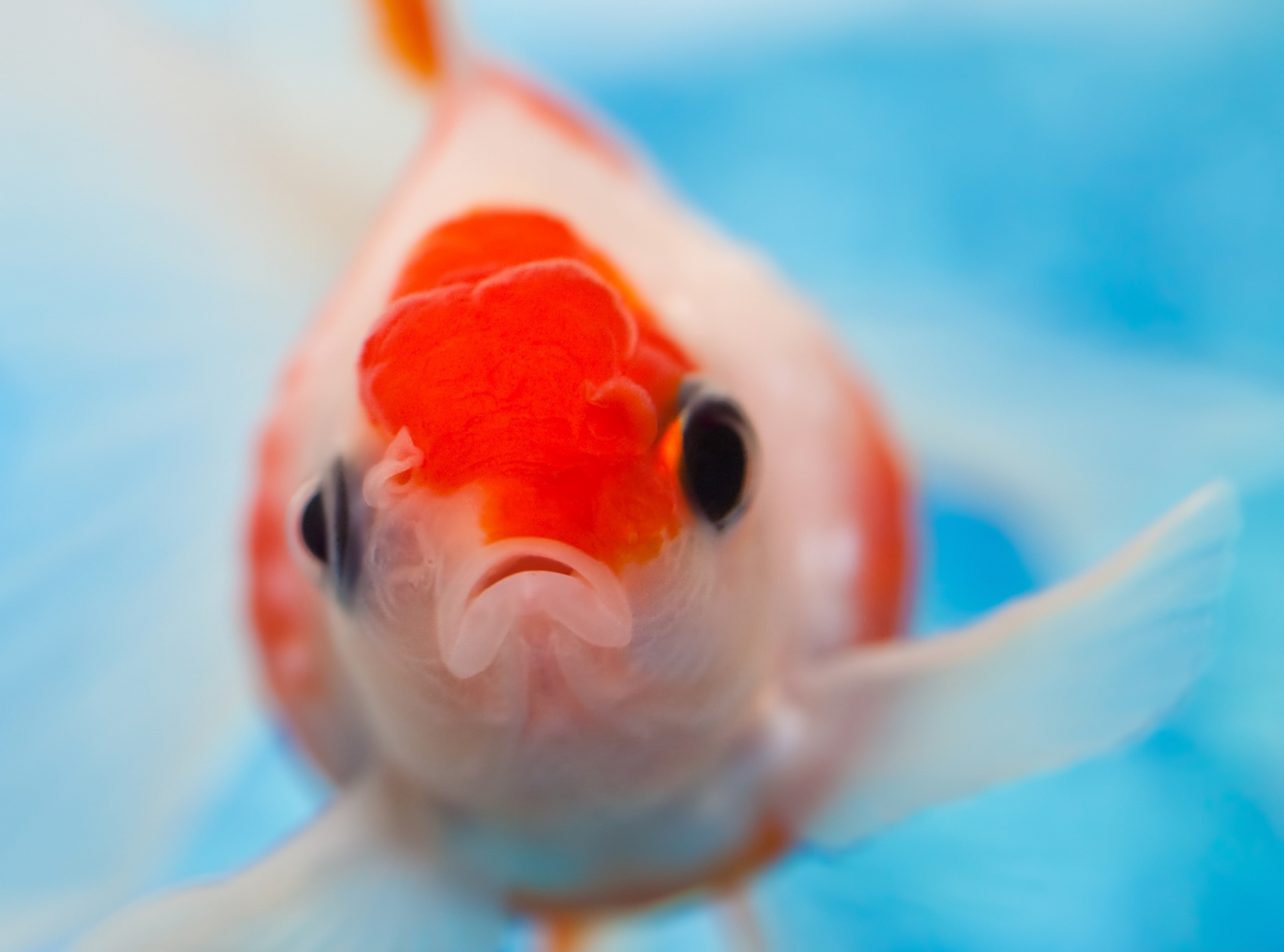 Blue, goldfish, White, serious, 2K, Animals, Lips, Sea, Orange, Water, Fish, Aquarium, HD Wallpaper