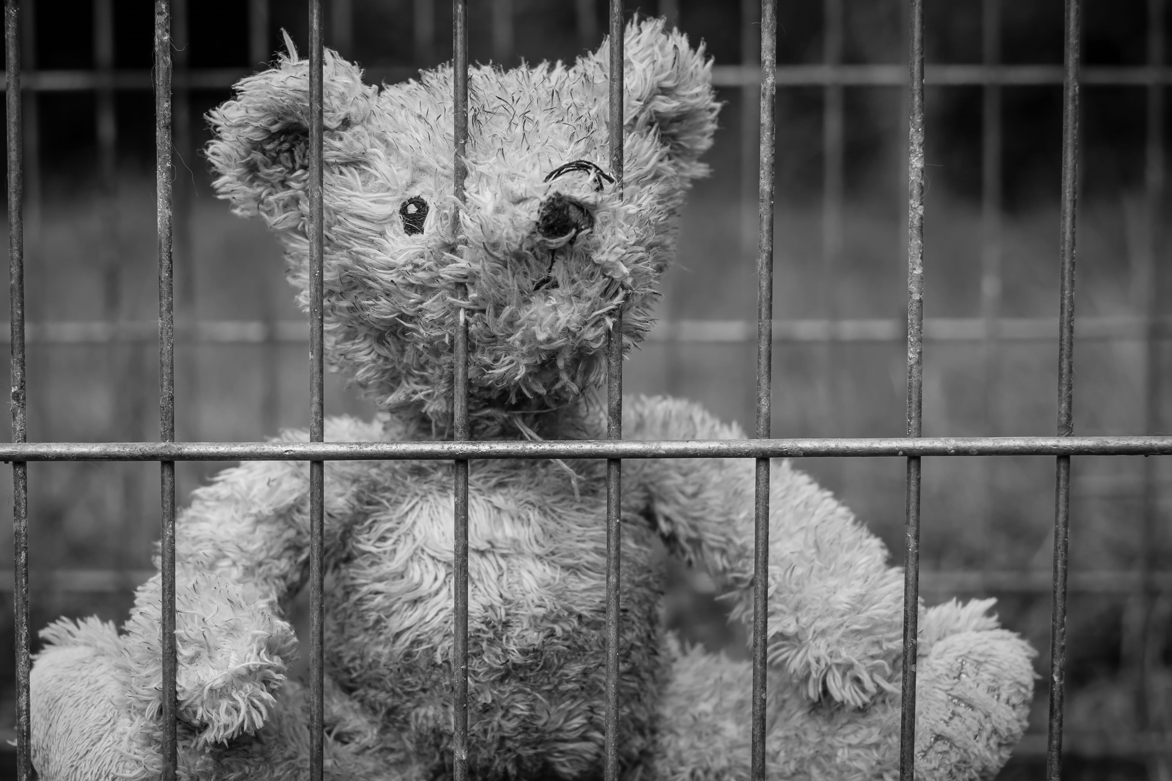 zoo, no people, arrest, animal, gray, outdoors, parents, animal wildlife, pets, childhood, family, lonely, trapped, fence, cage, animal themes, prison, HD Wallpaper